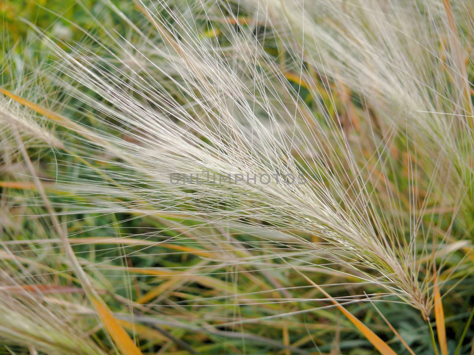 Texture of feather grass