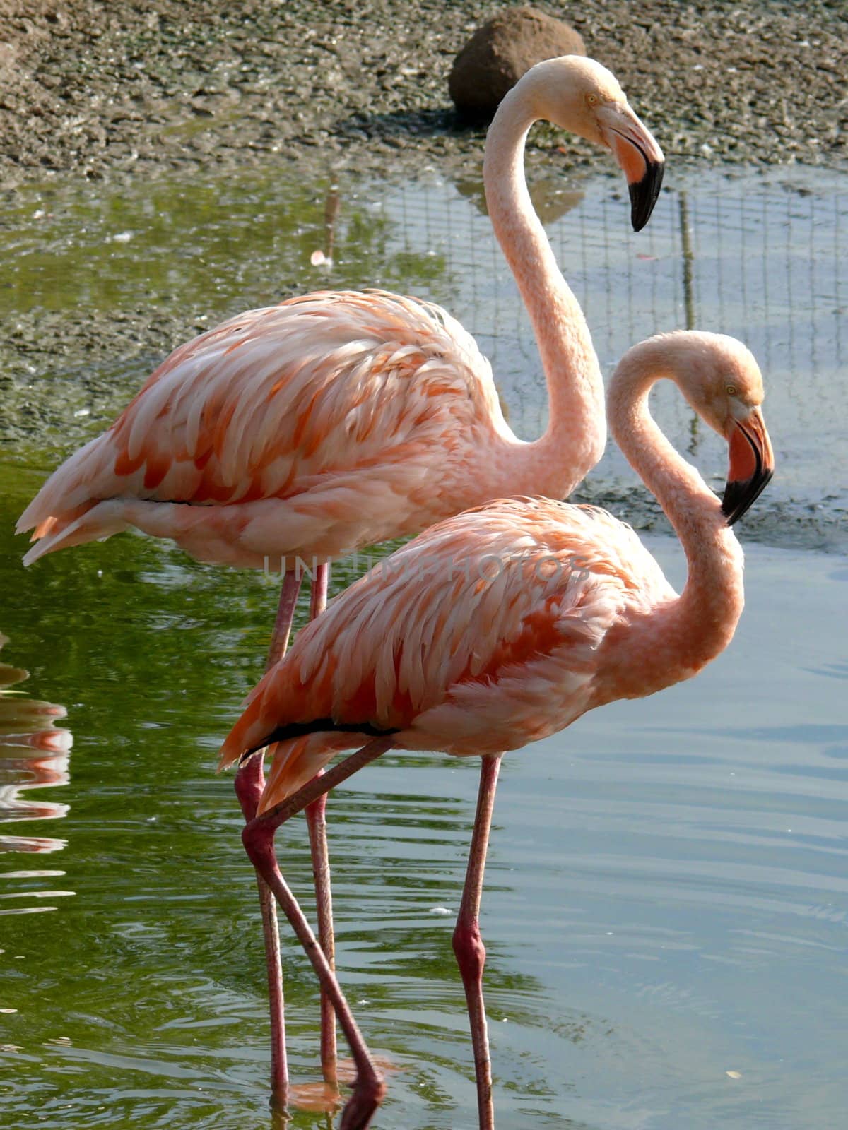 Pink flamingo