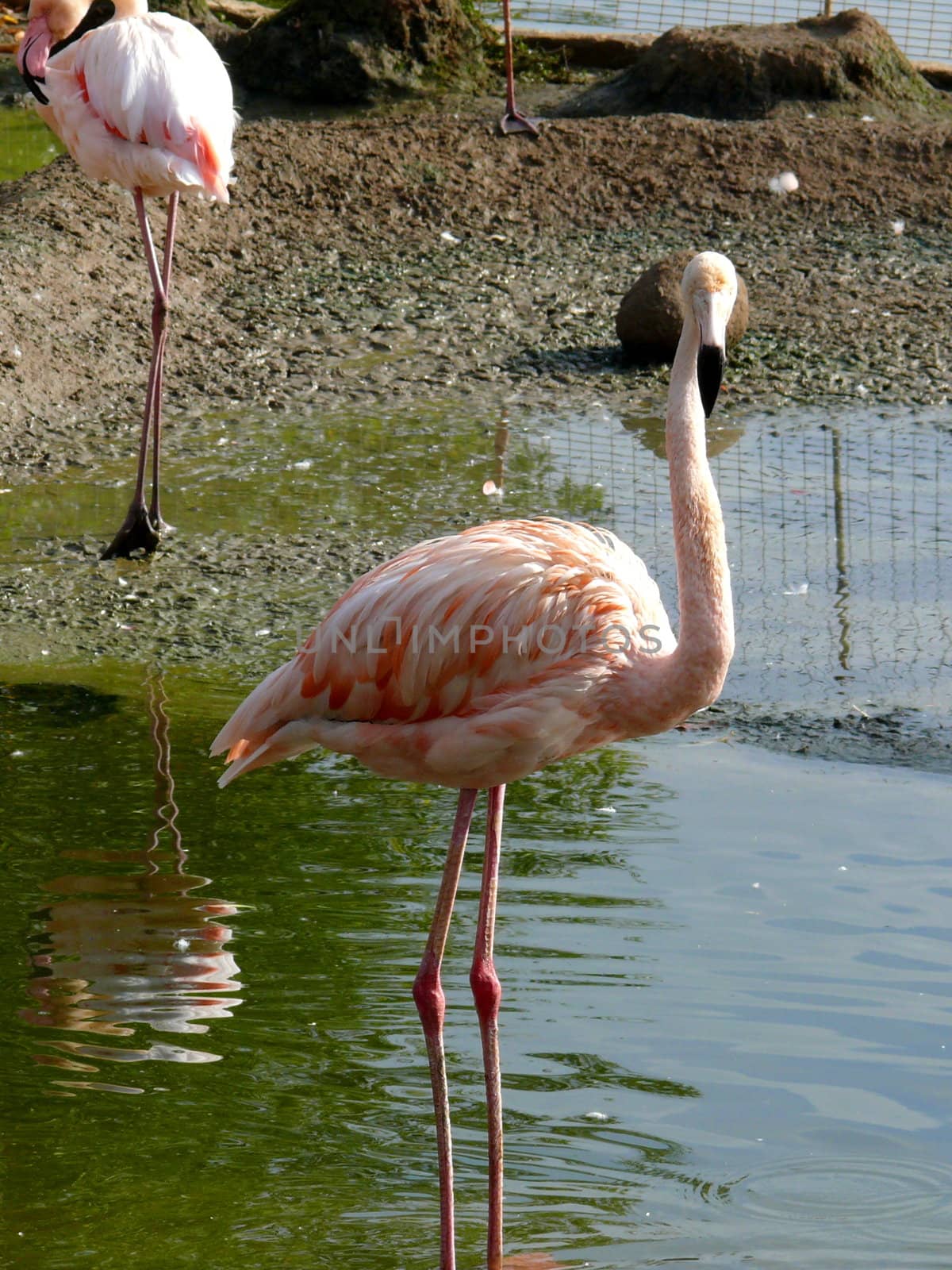 Pink flamingo by Stoyanov