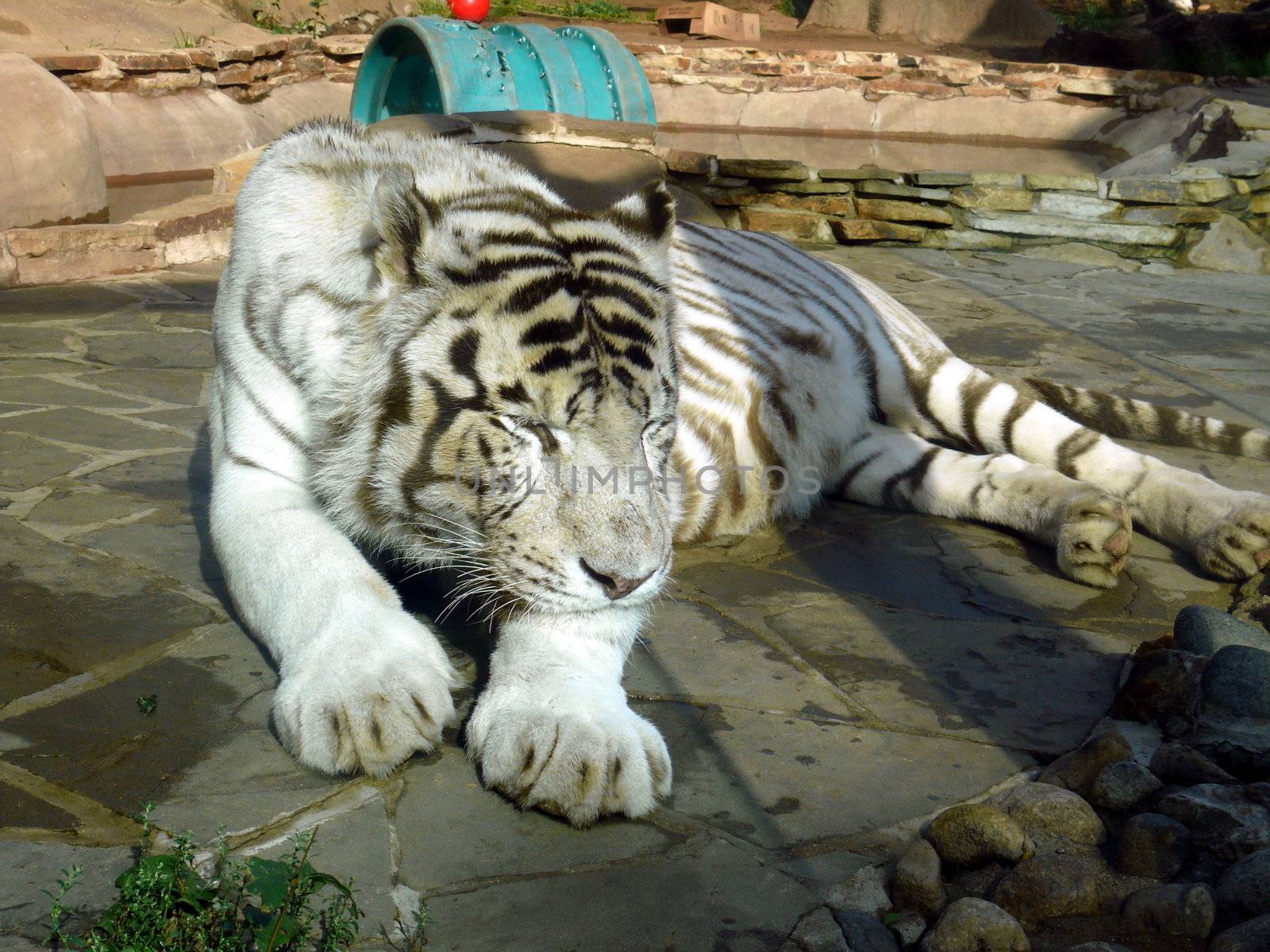 White tiger by Stoyanov