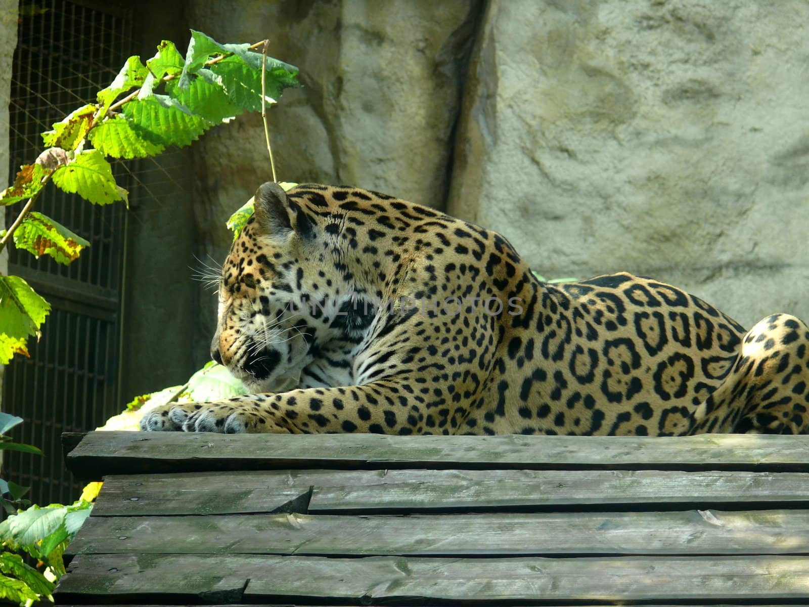 Amur Leopard (Panthera pardus orientalis)