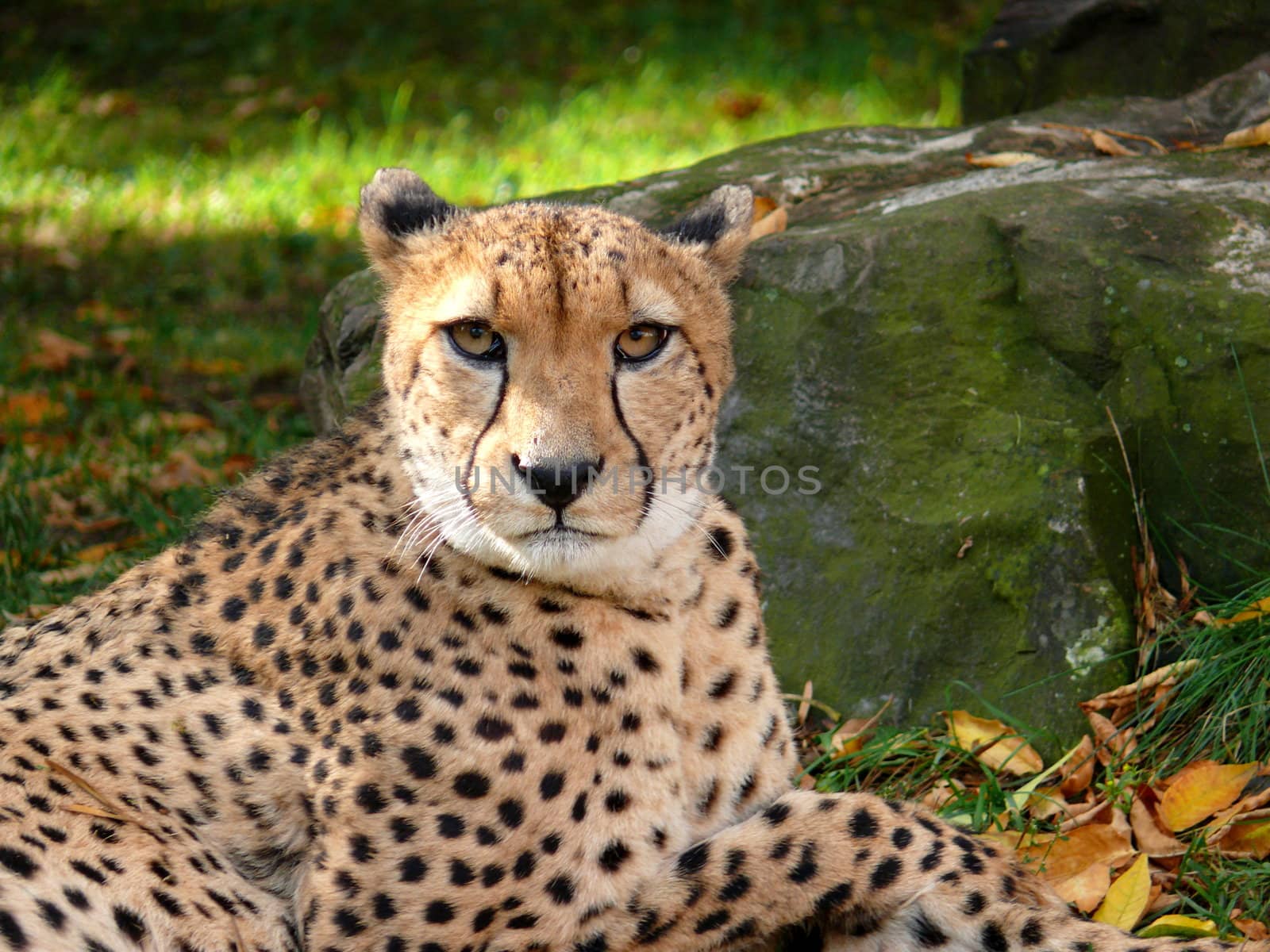 portrait of the Cheetah