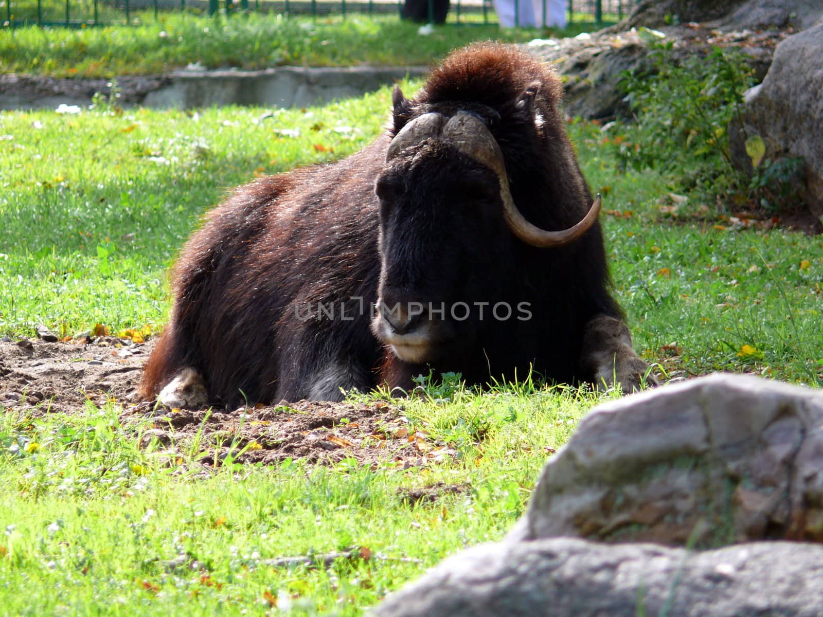 Muskox in Moscow zoo by Stoyanov