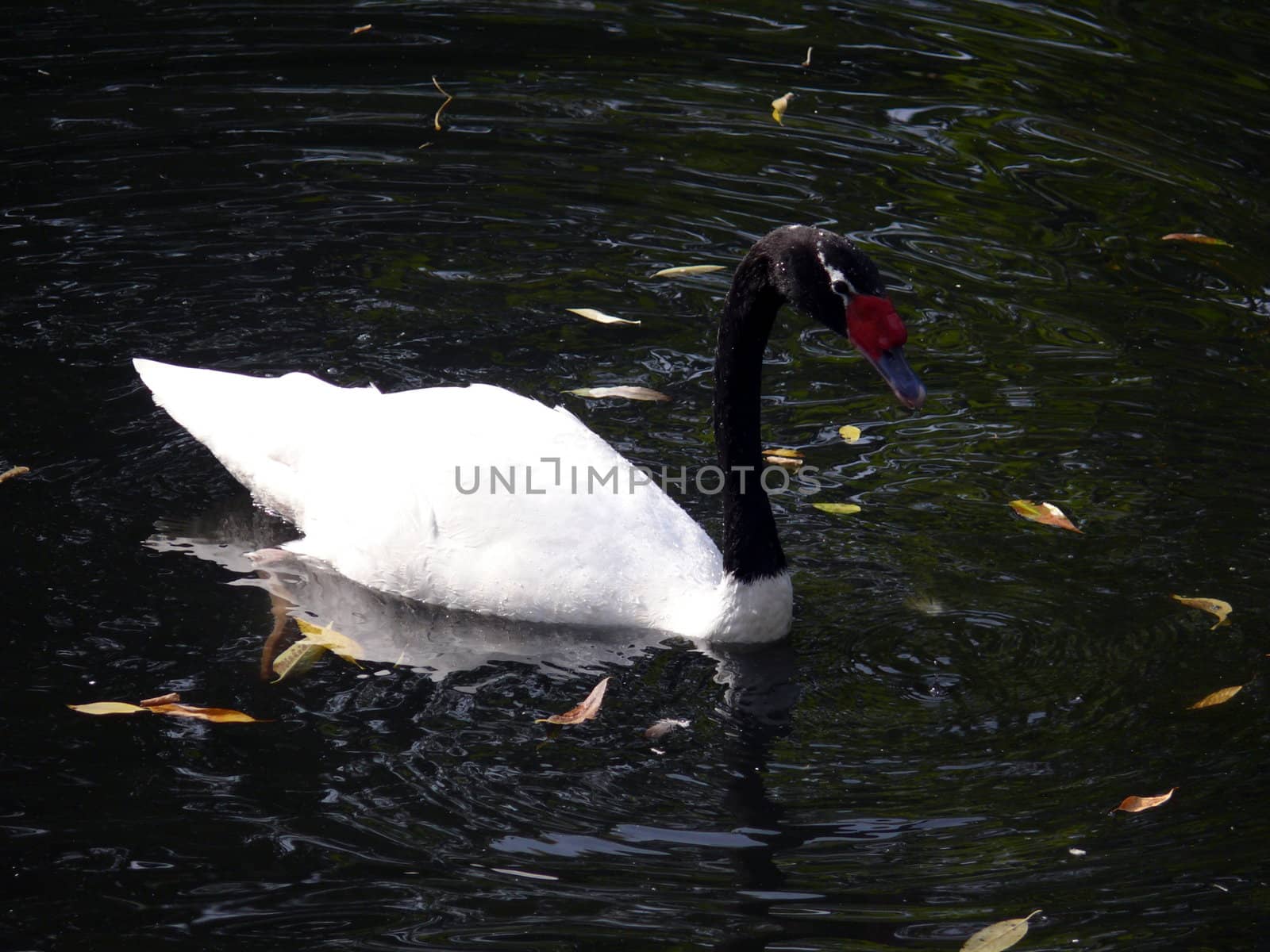 Black-necked Swan  by Stoyanov
