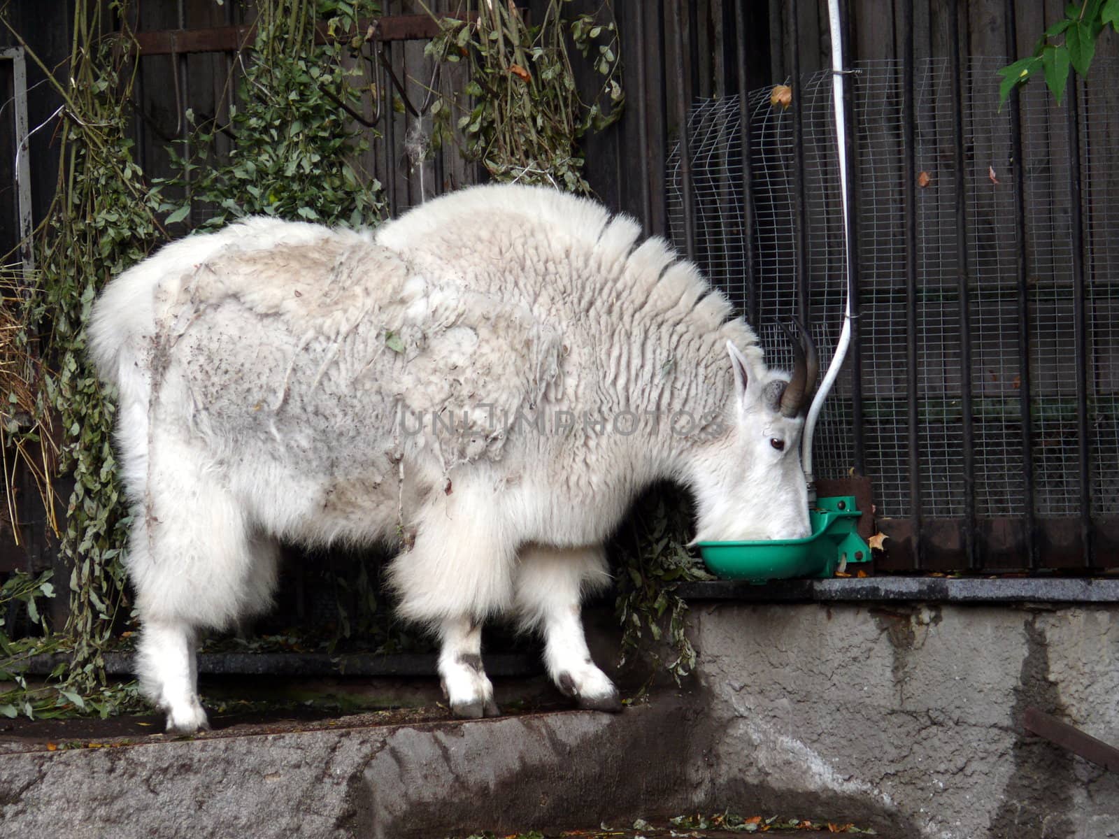 Mountain goat in Moscow zoo by Stoyanov