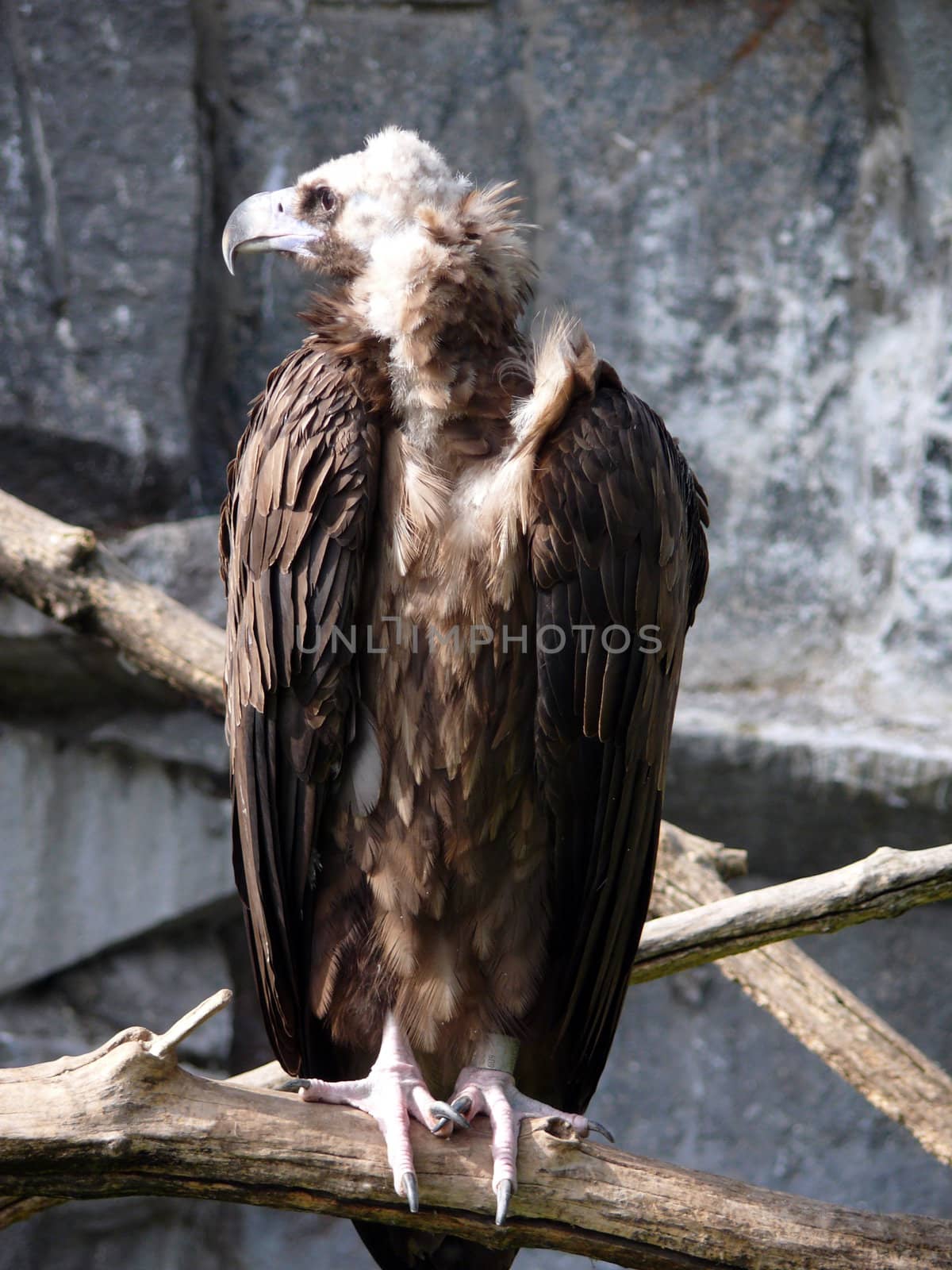 Cinereous Vulture by Stoyanov