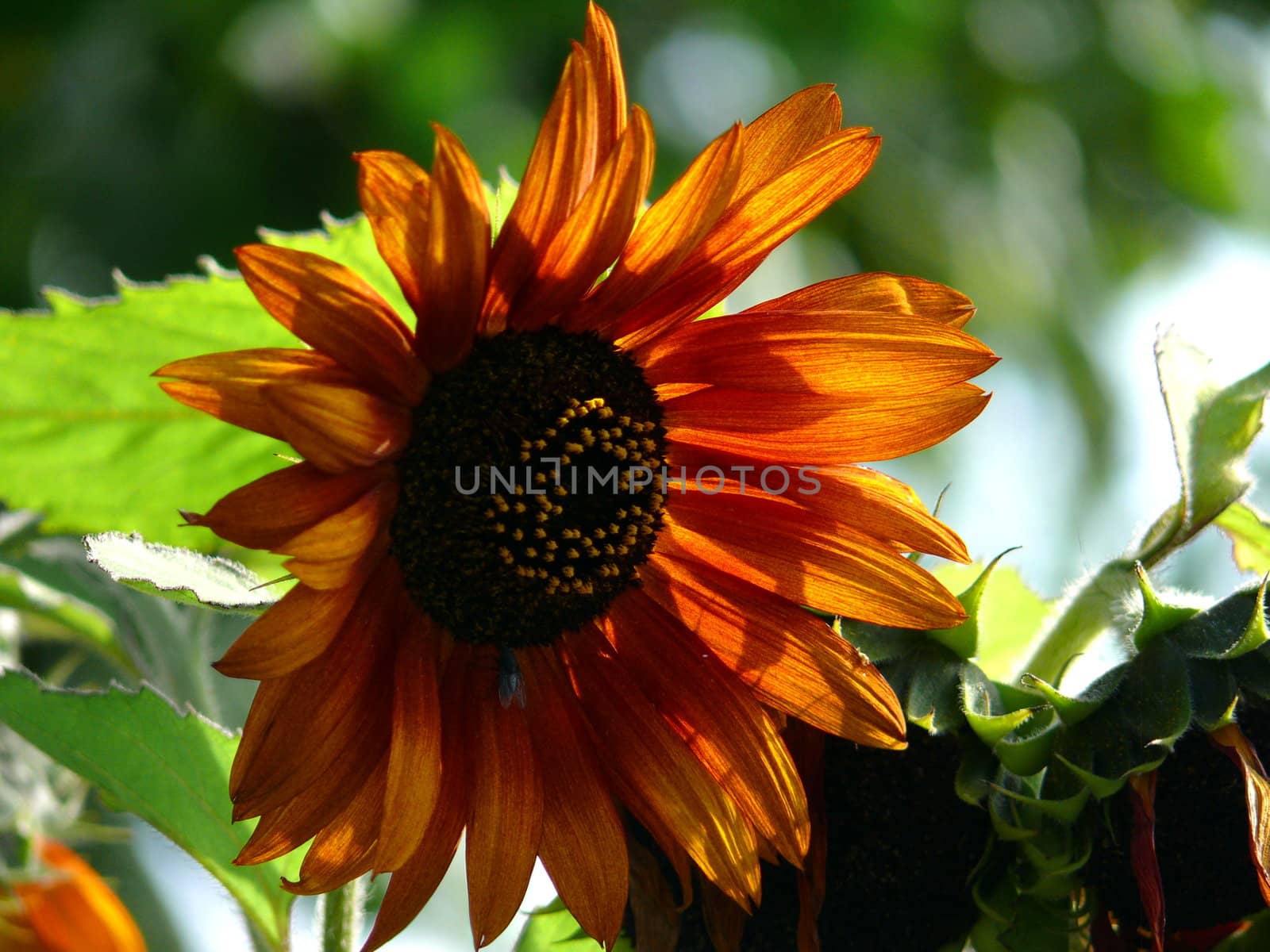 Red sunflower by Stoyanov