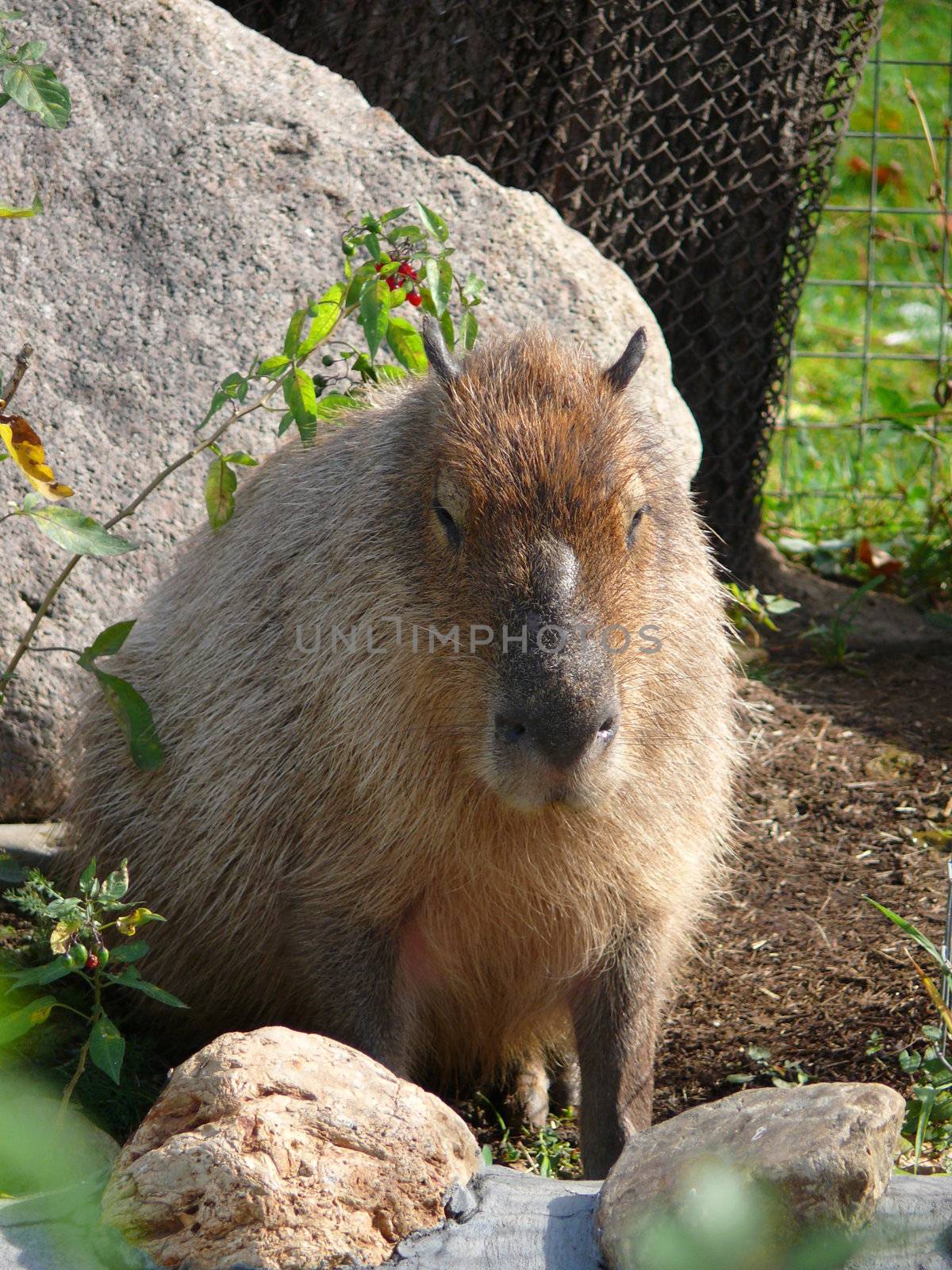 Capybara in Moscow zoo by Stoyanov