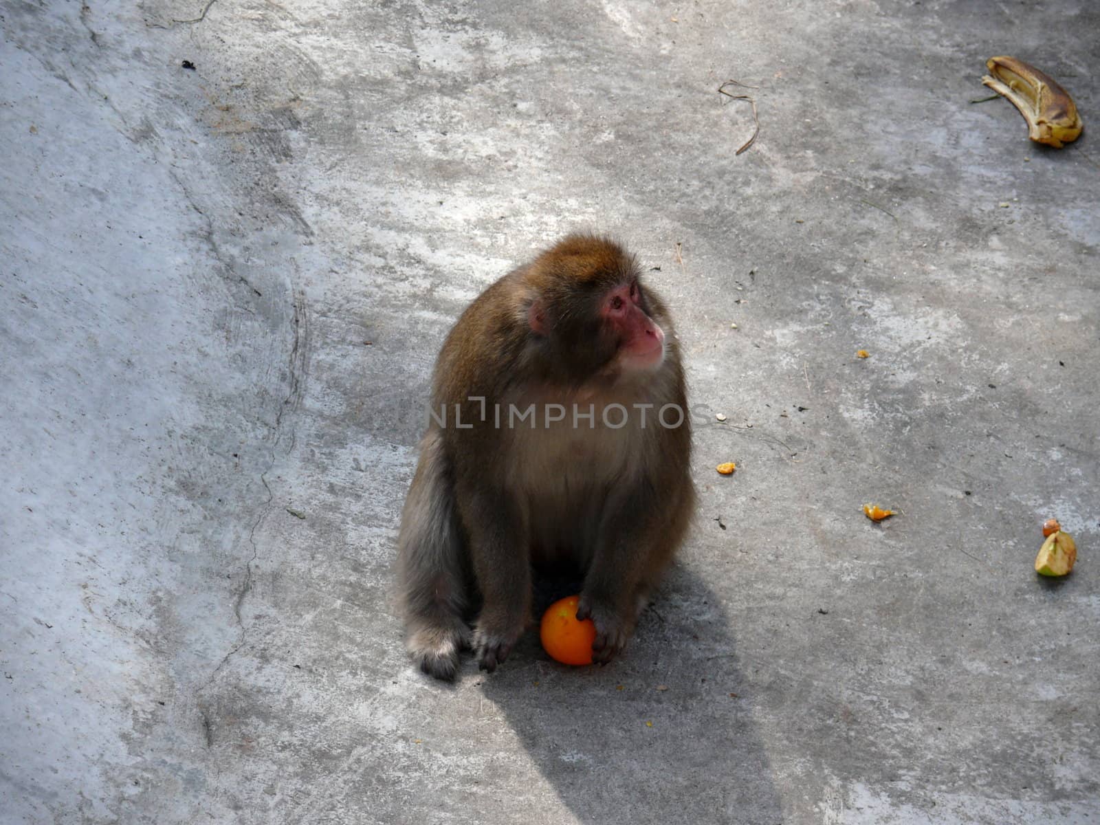 Japanese Macaque by Stoyanov