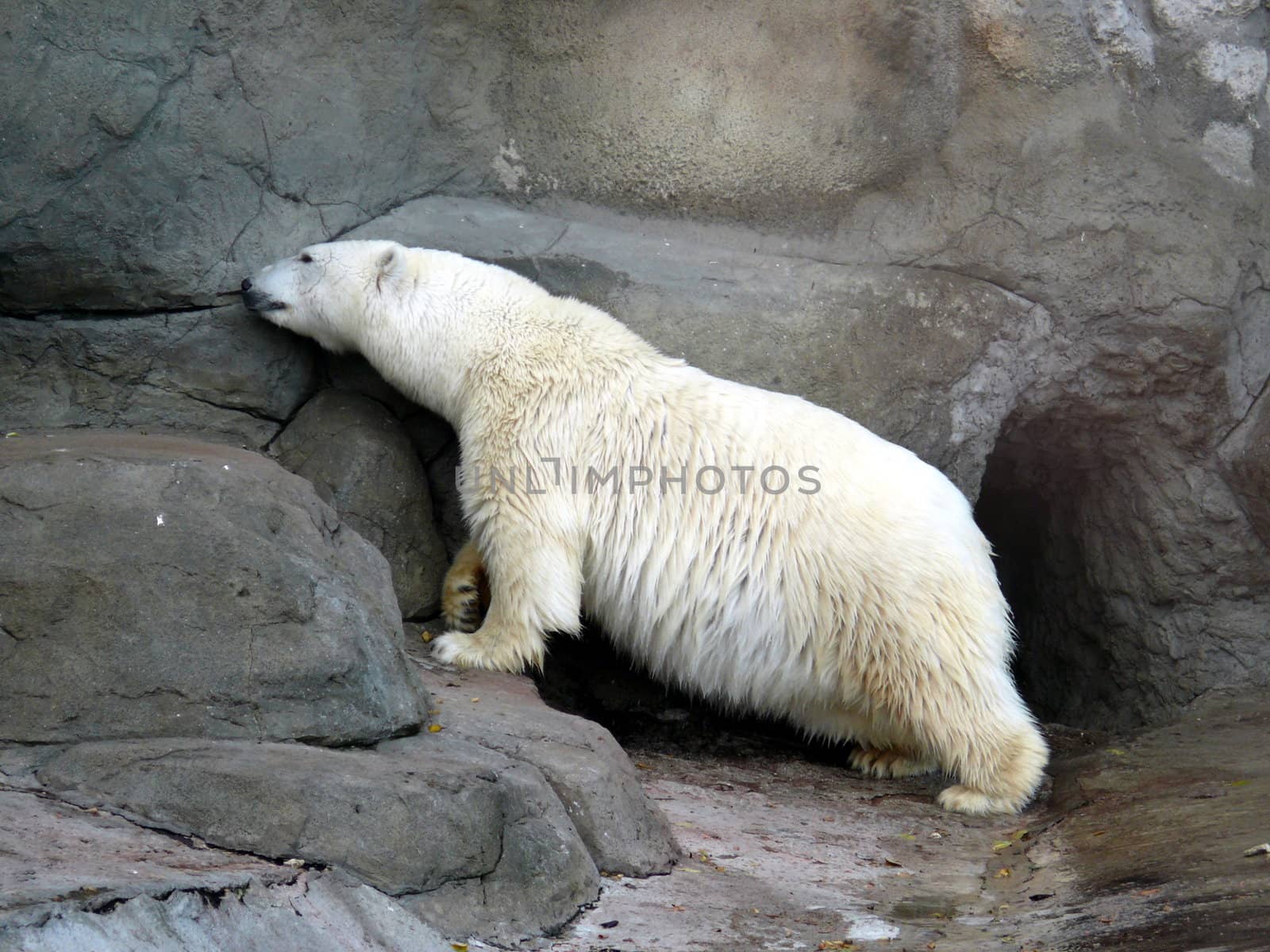 Polar bear (Ursus maritimus) by Stoyanov