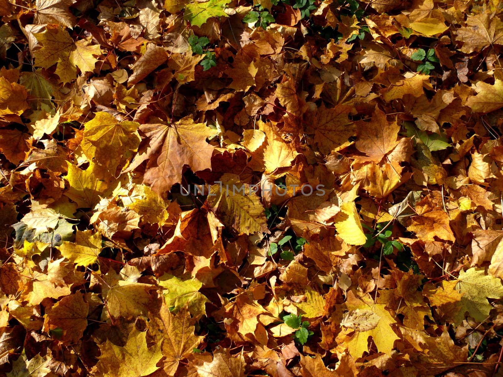 Autumn foliage background by Stoyanov