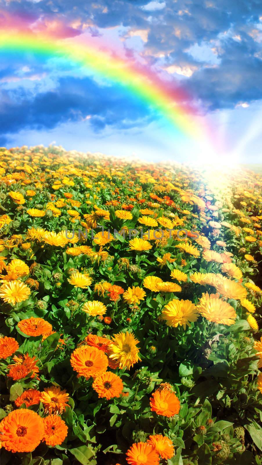 Multicolored flower meadow and rainbow landscape.