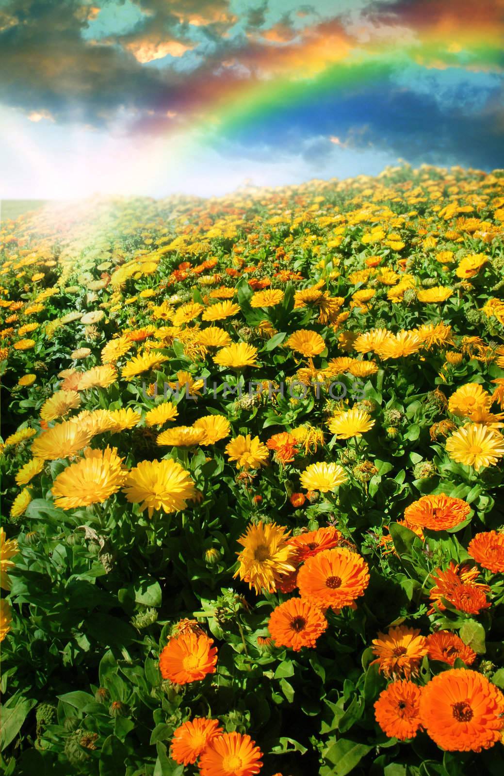 Flower meadow and rainbow by cienpies