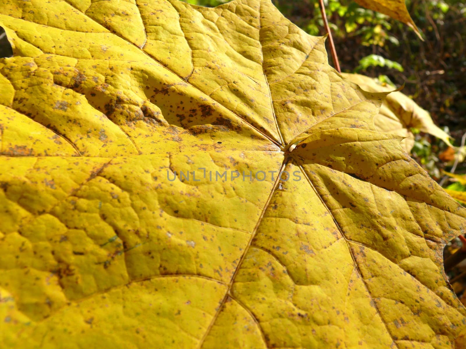 Autumn foliage background