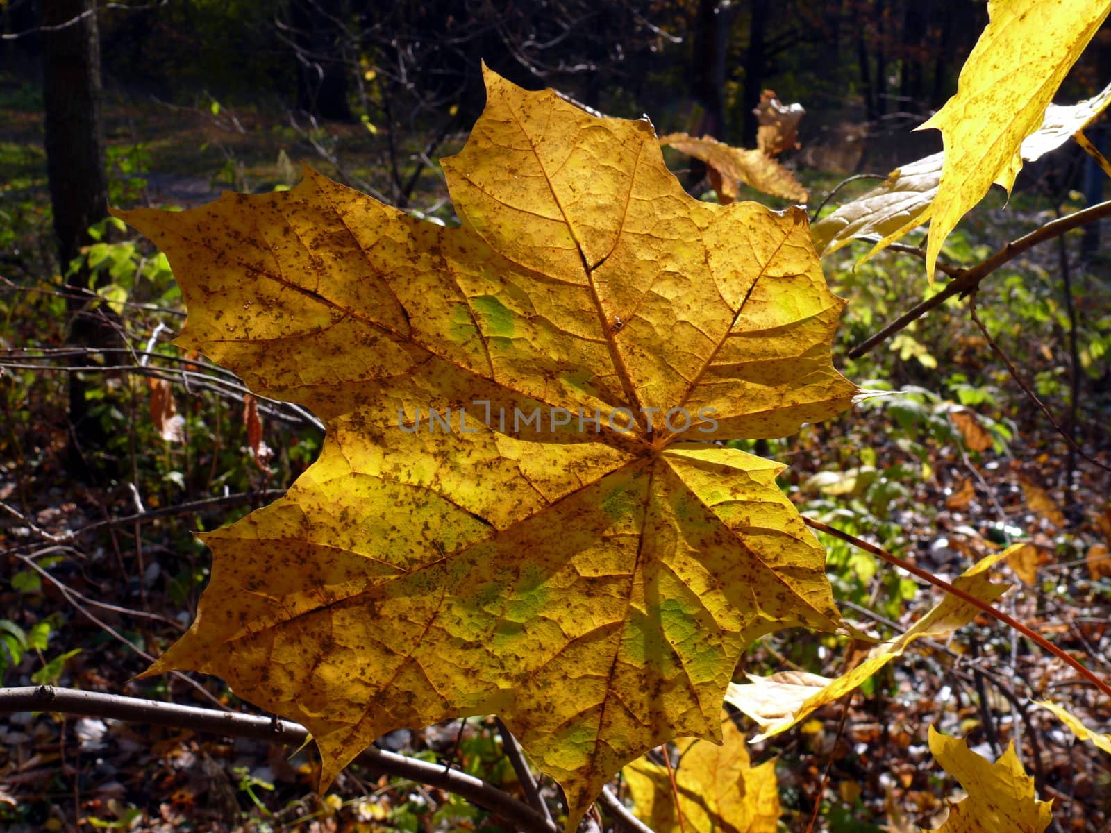 Autumn foliage background by Stoyanov
