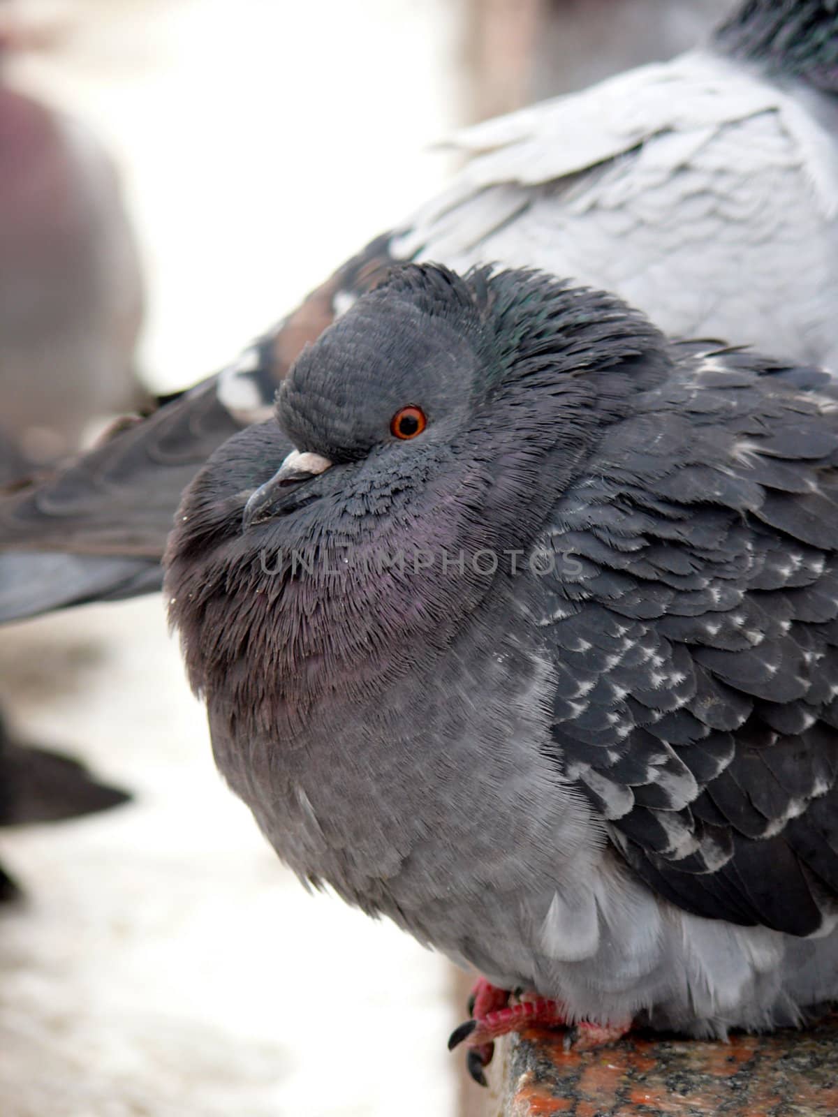 frozen pigeon by Stoyanov