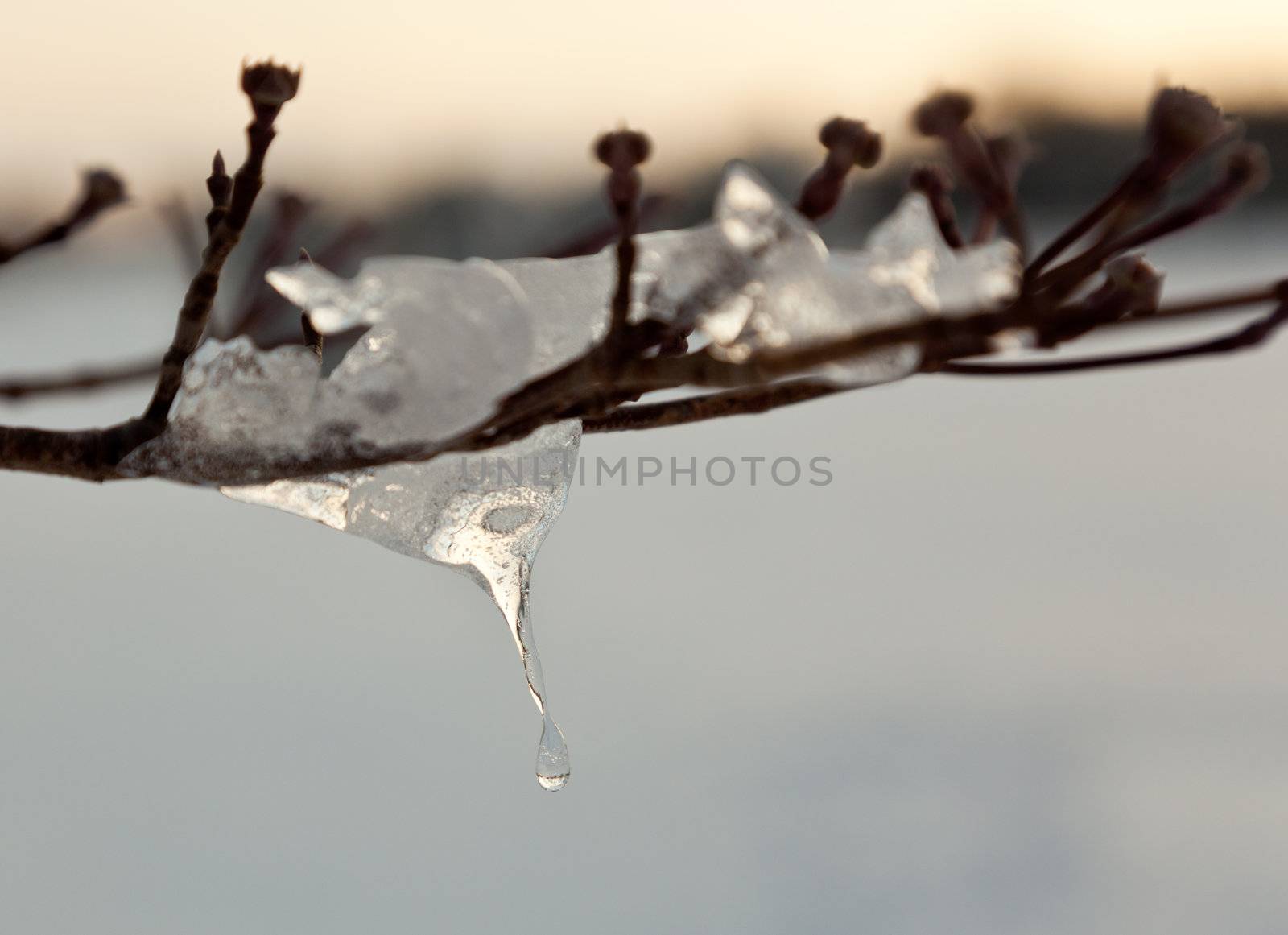 Ornate icicle dripping from a tree branch by steheap