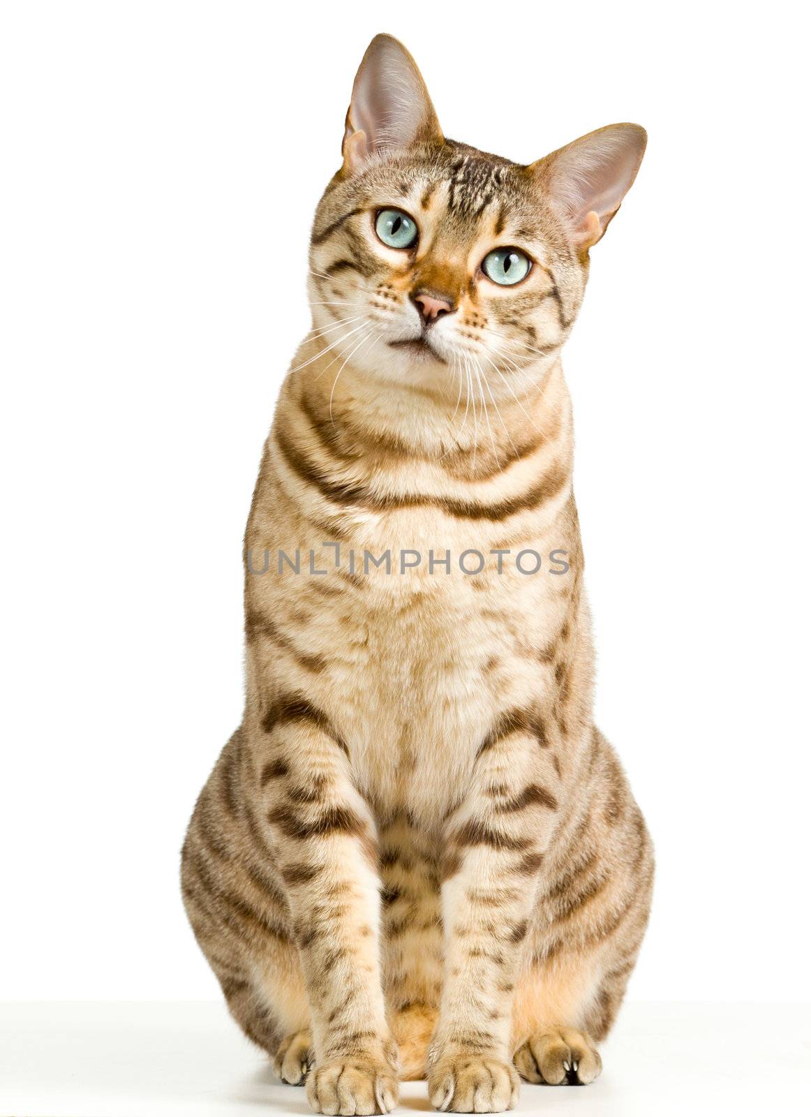 Bengal cat in light brown and cream looking with pleading stare at the viewer with space for advertizing and text