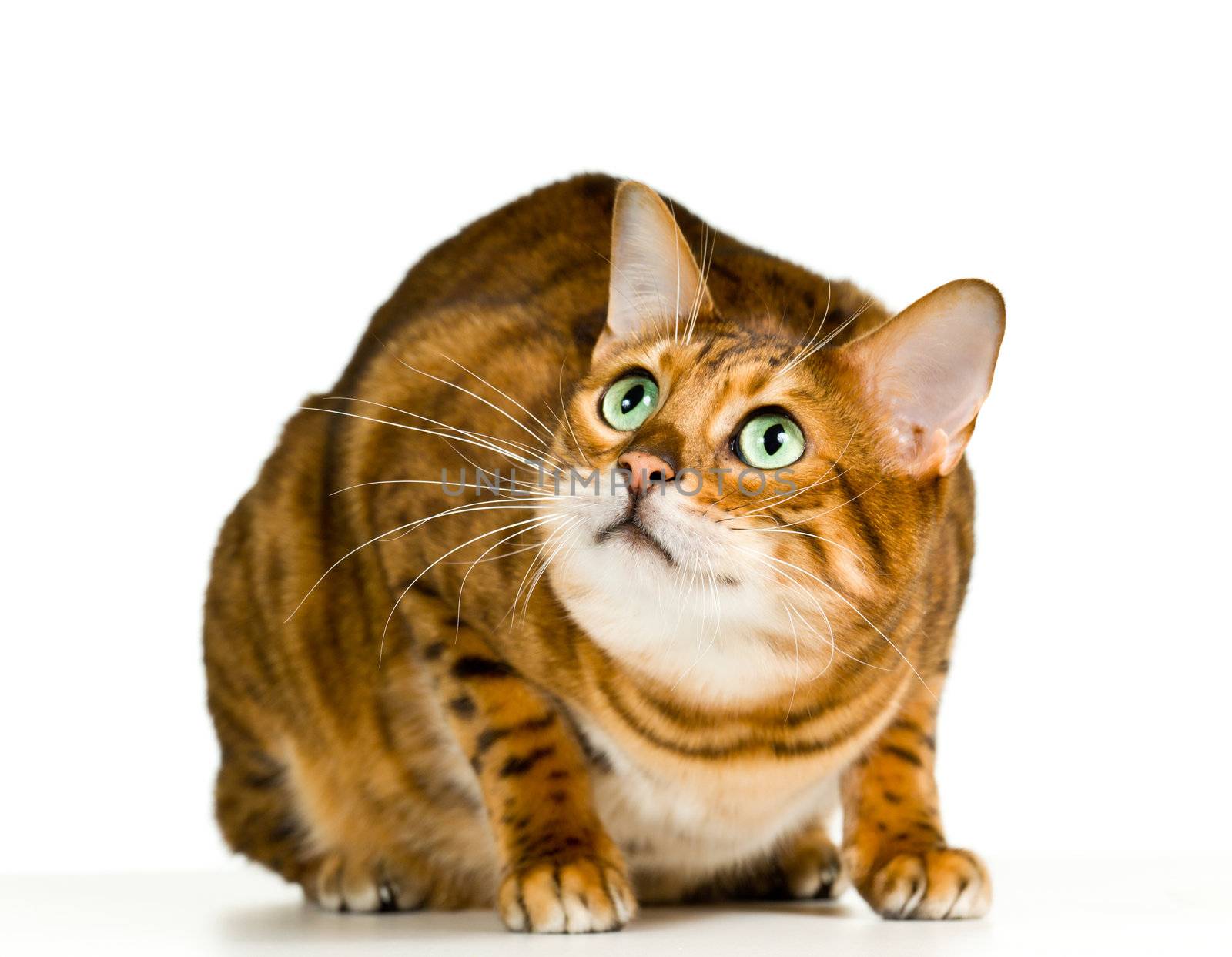 Bengal cat in orange and brown crouching and ready to pounce at the viewer with space for advertizing and text