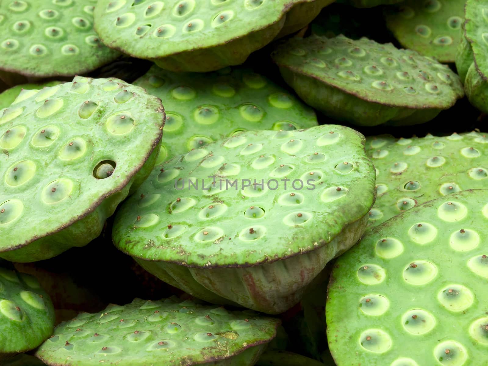 close up of lotus seed pods