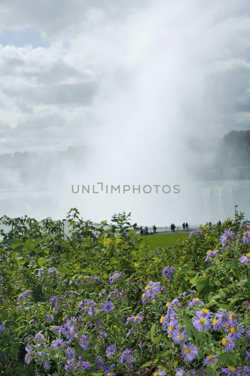 mist rising from horseshoe falls at niagara falls, flowers in foreground