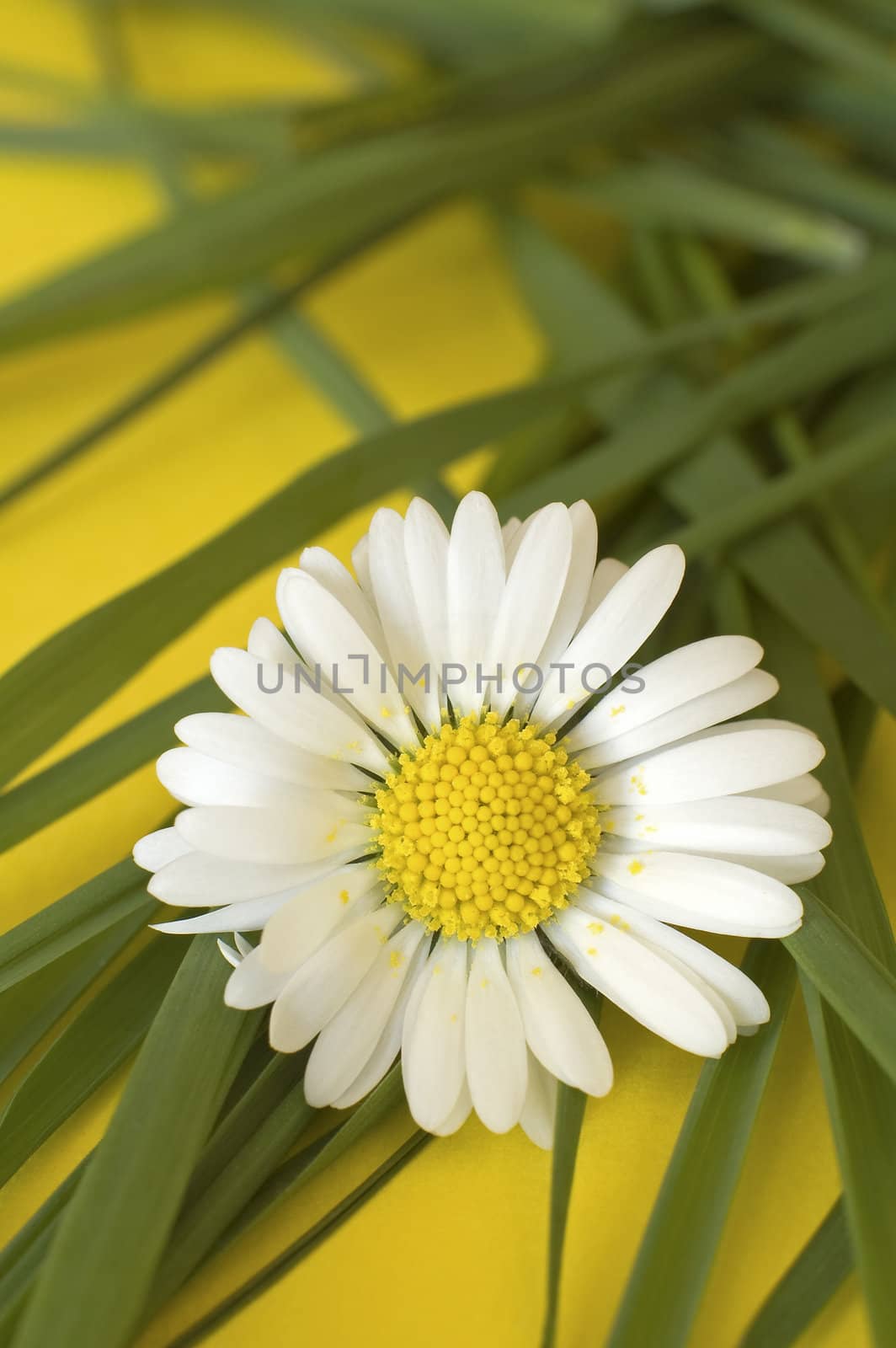 white daisy flower and green grass on yellow background, shallow depth of view