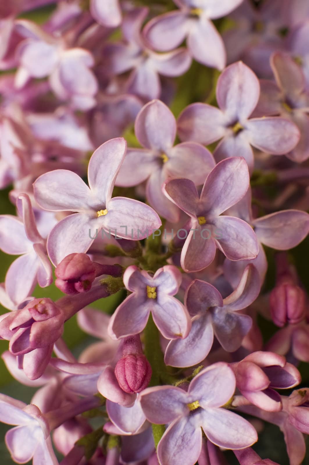 pink tree flowers, shallow depth of field