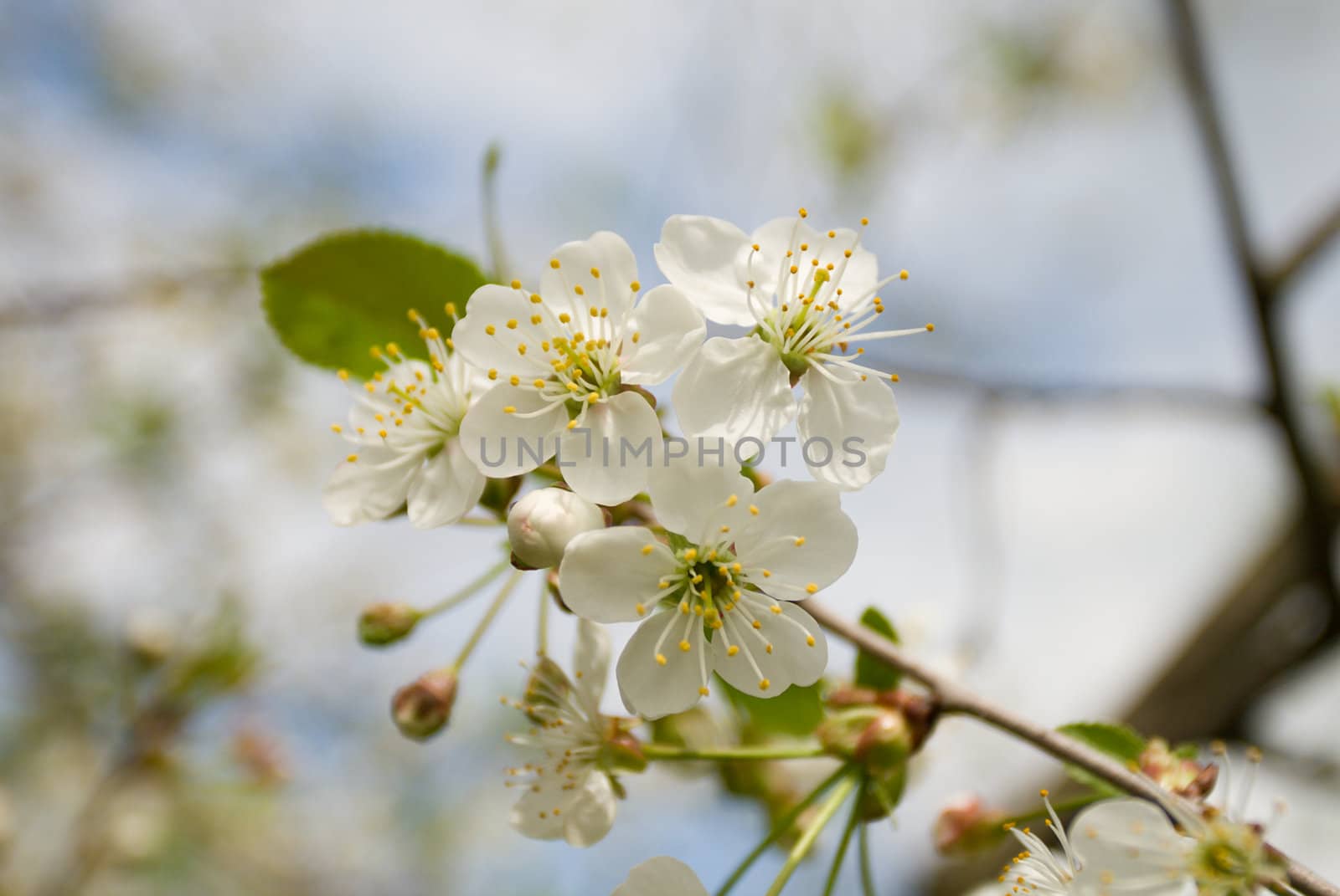 close-up white blossoming cherry brunch in spring