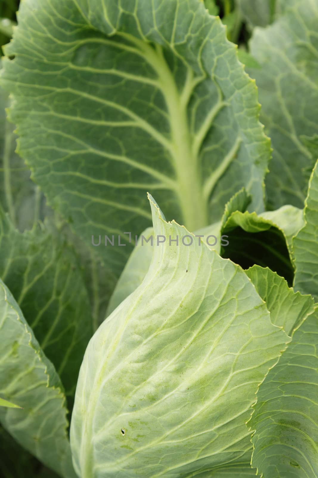 Photo of cabbage in the kitchen garden