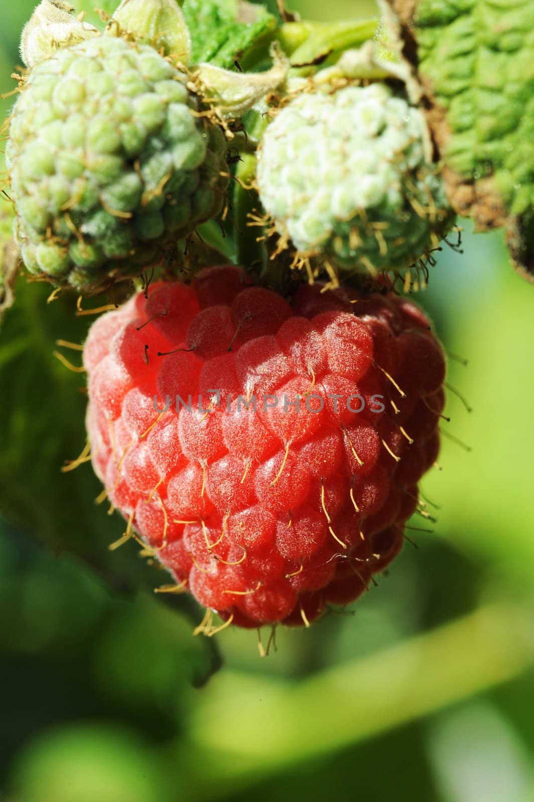 Raspberry growing by avix