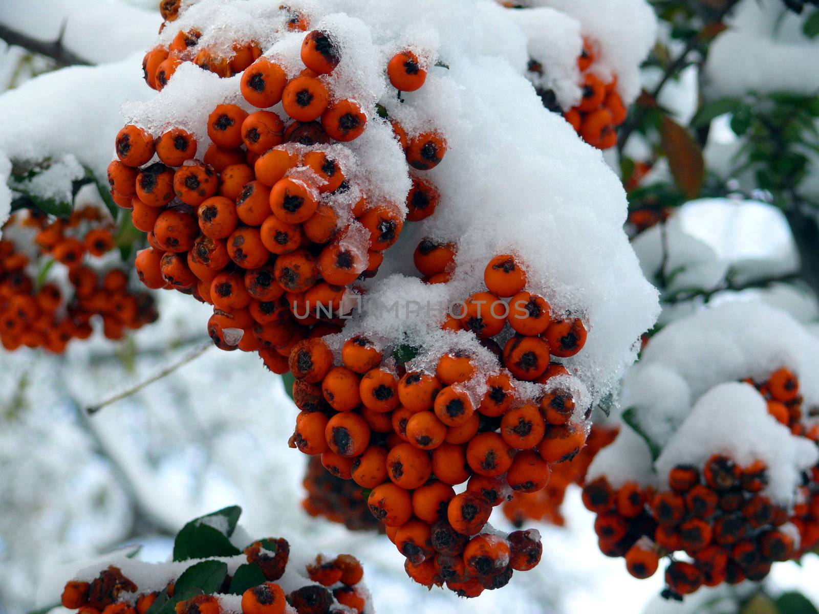 Ashberry in snow by Stoyanov