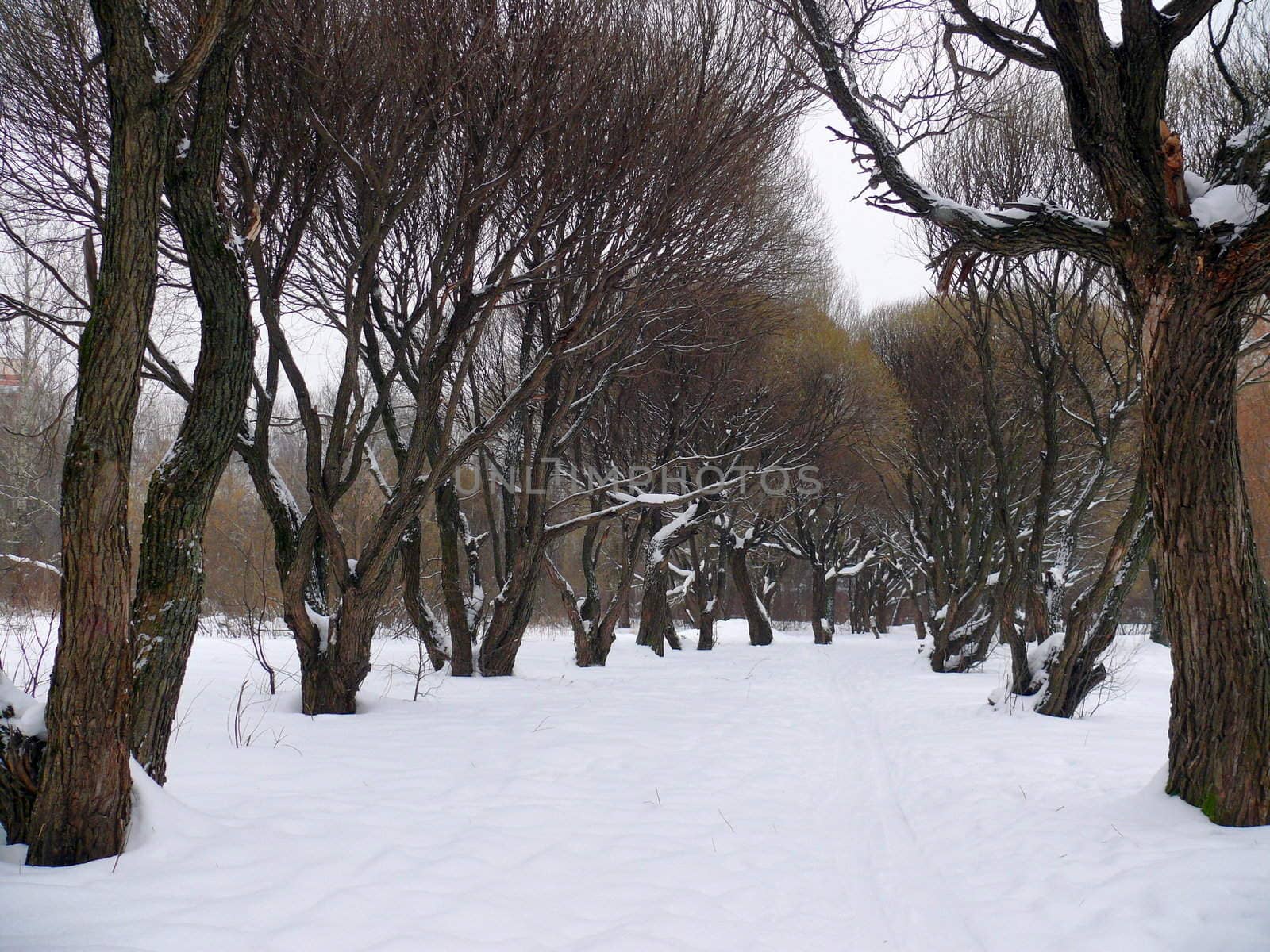 Willow alley in the snow. Park Pokrovskoe-Streshnevo. Moscow