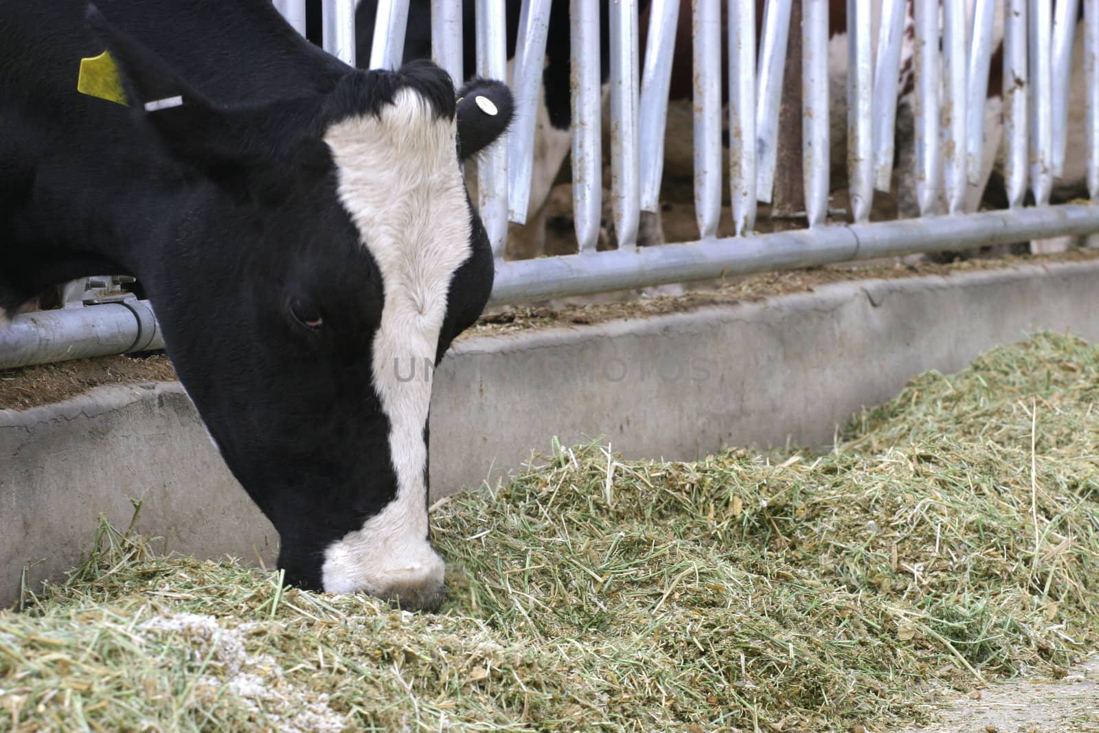 Holstein heifer at feeding time at a dairy farm