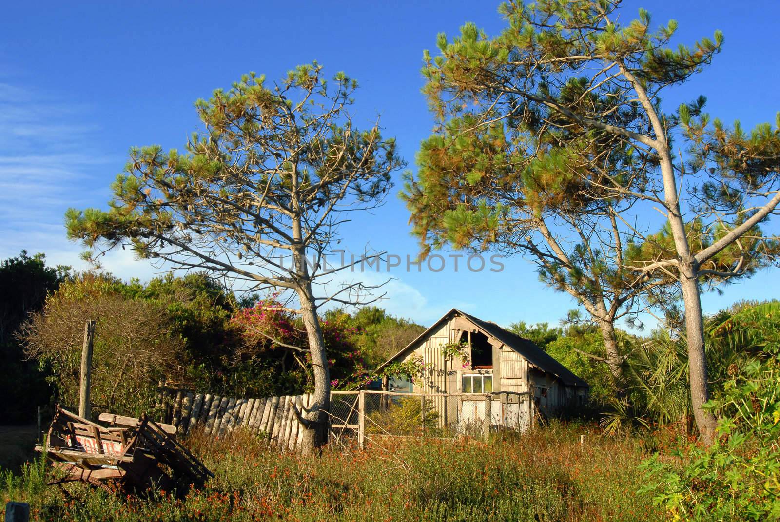 Small wooden cabin between pine trees.