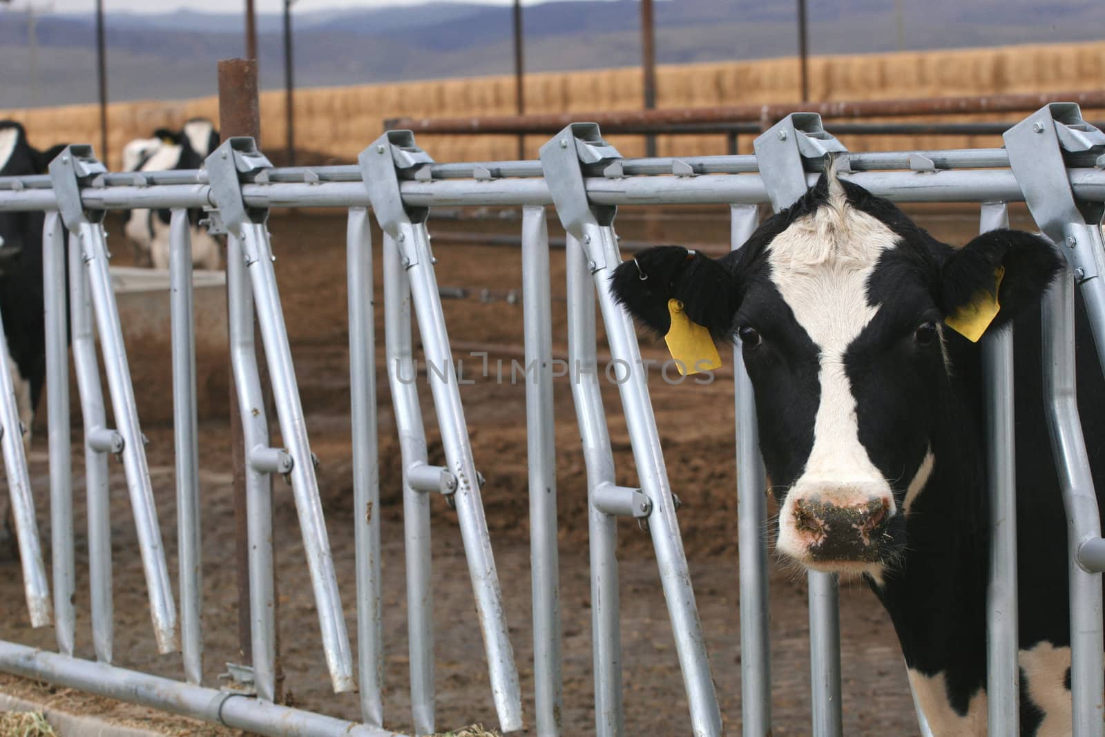 Holstein heifer and a dairy farm