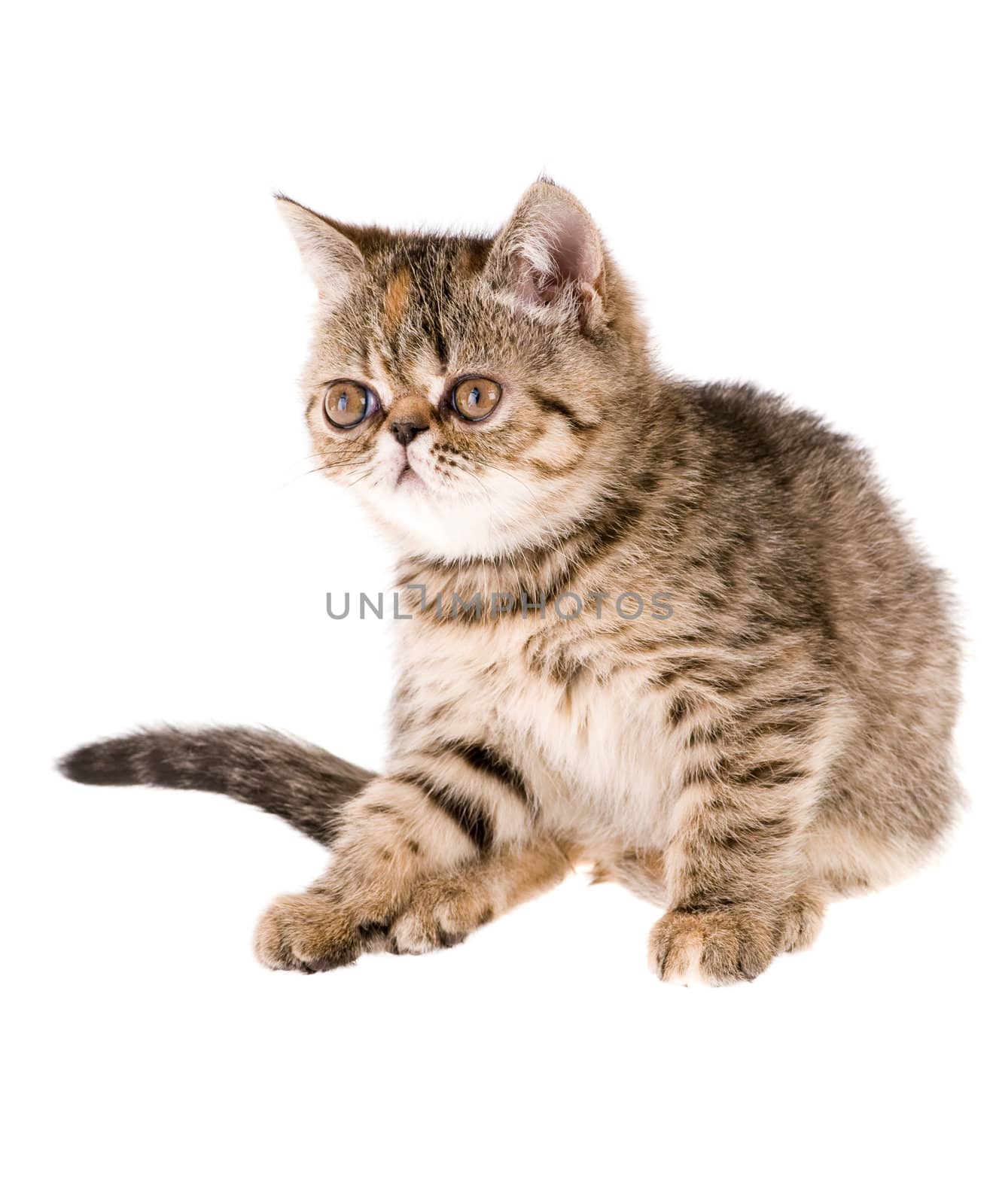 Striped fluffy kitten isolated on white background