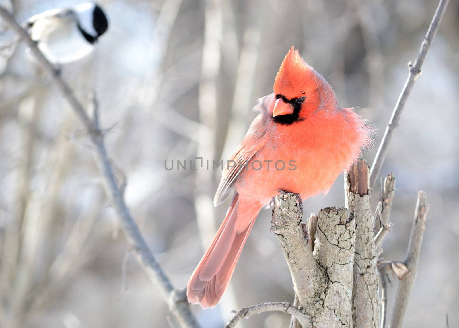  Northern Cardinal by brm1949