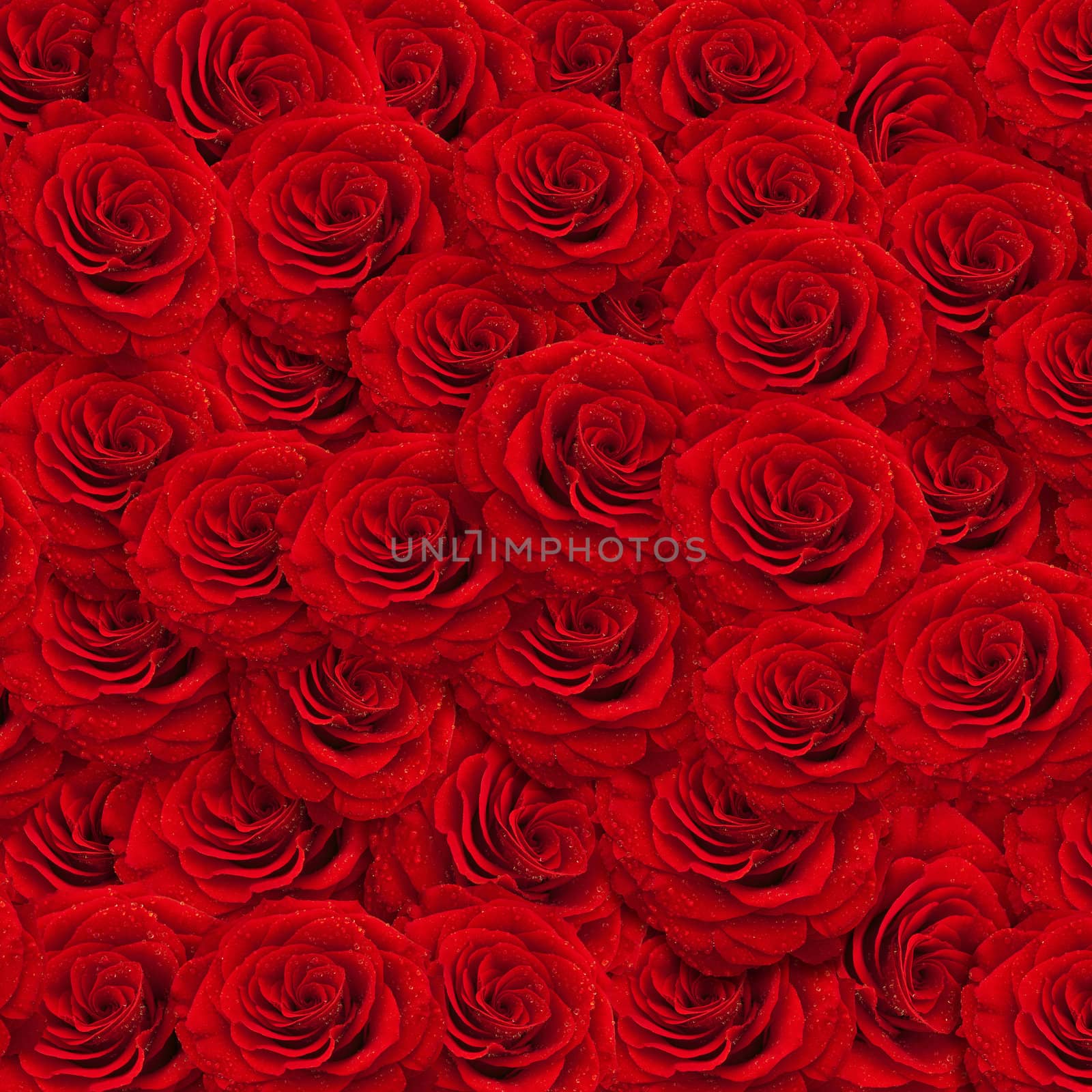 fresh red roses backgroud with water drops