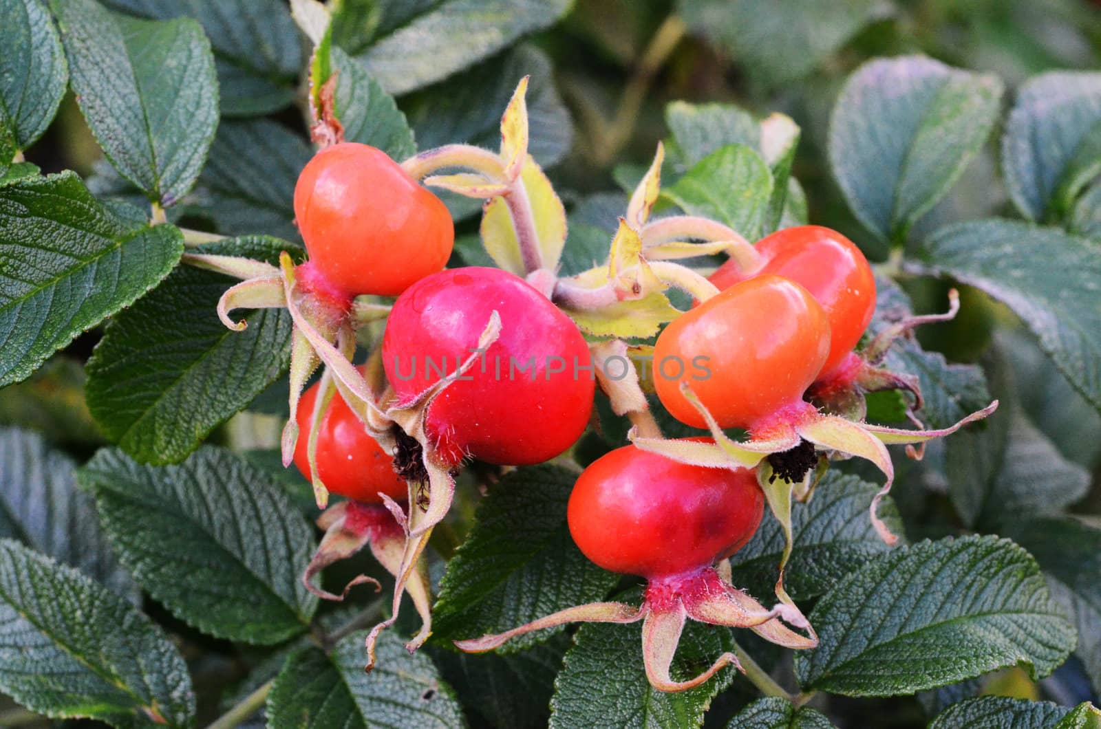 A rosehip branch.