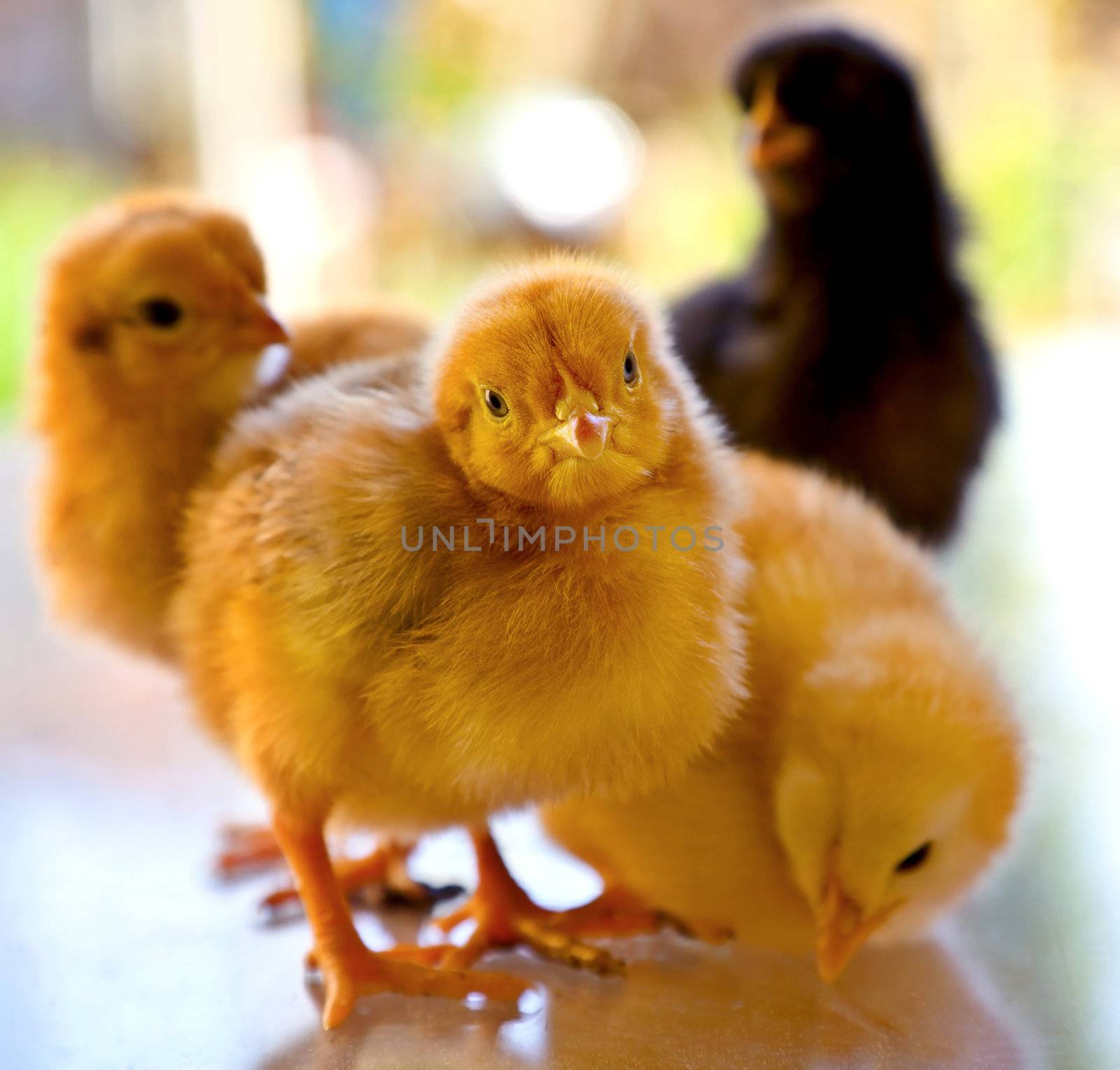 Close-up of four little chickens, blurred background