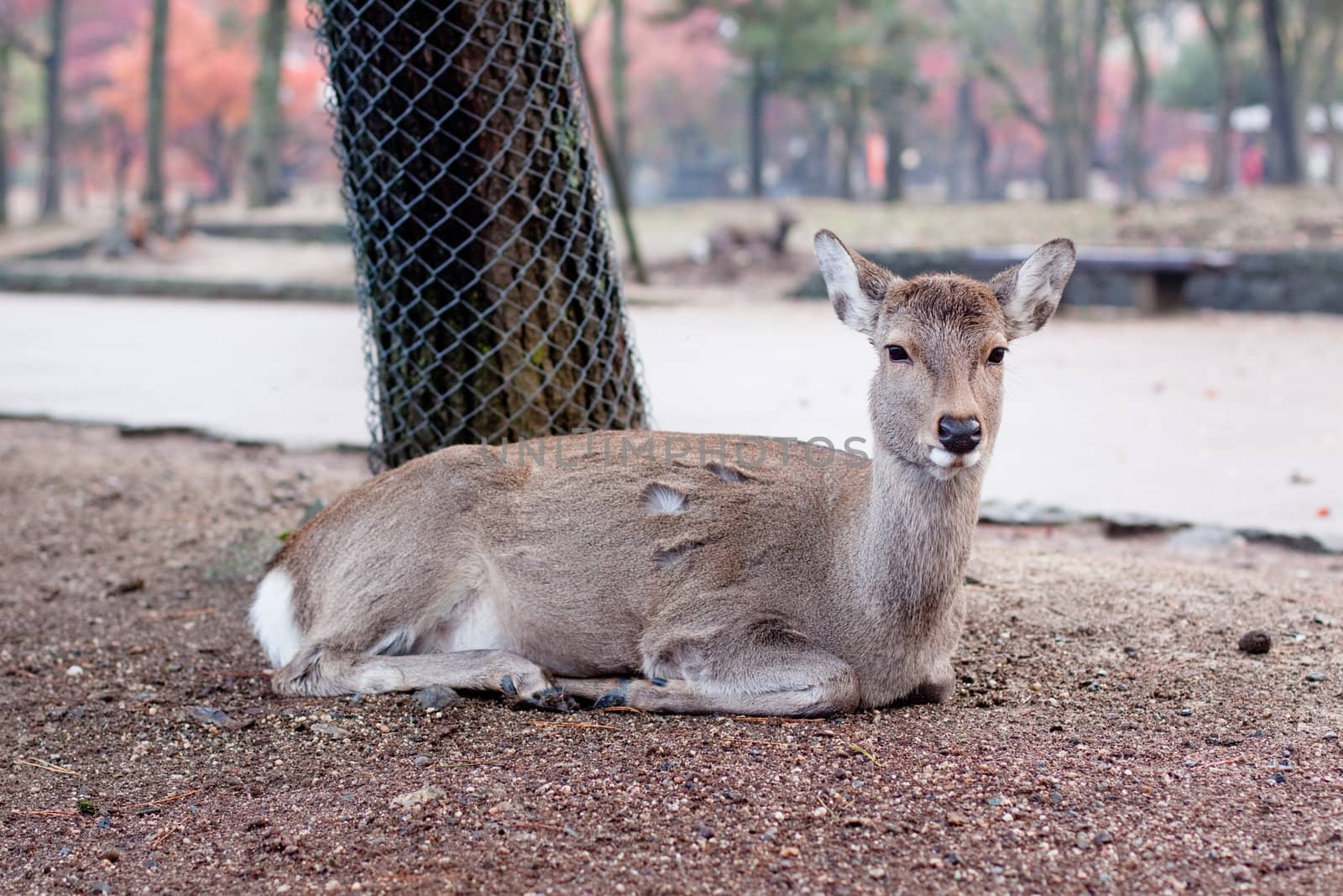 A lying deer in a Japanese autumn park 
