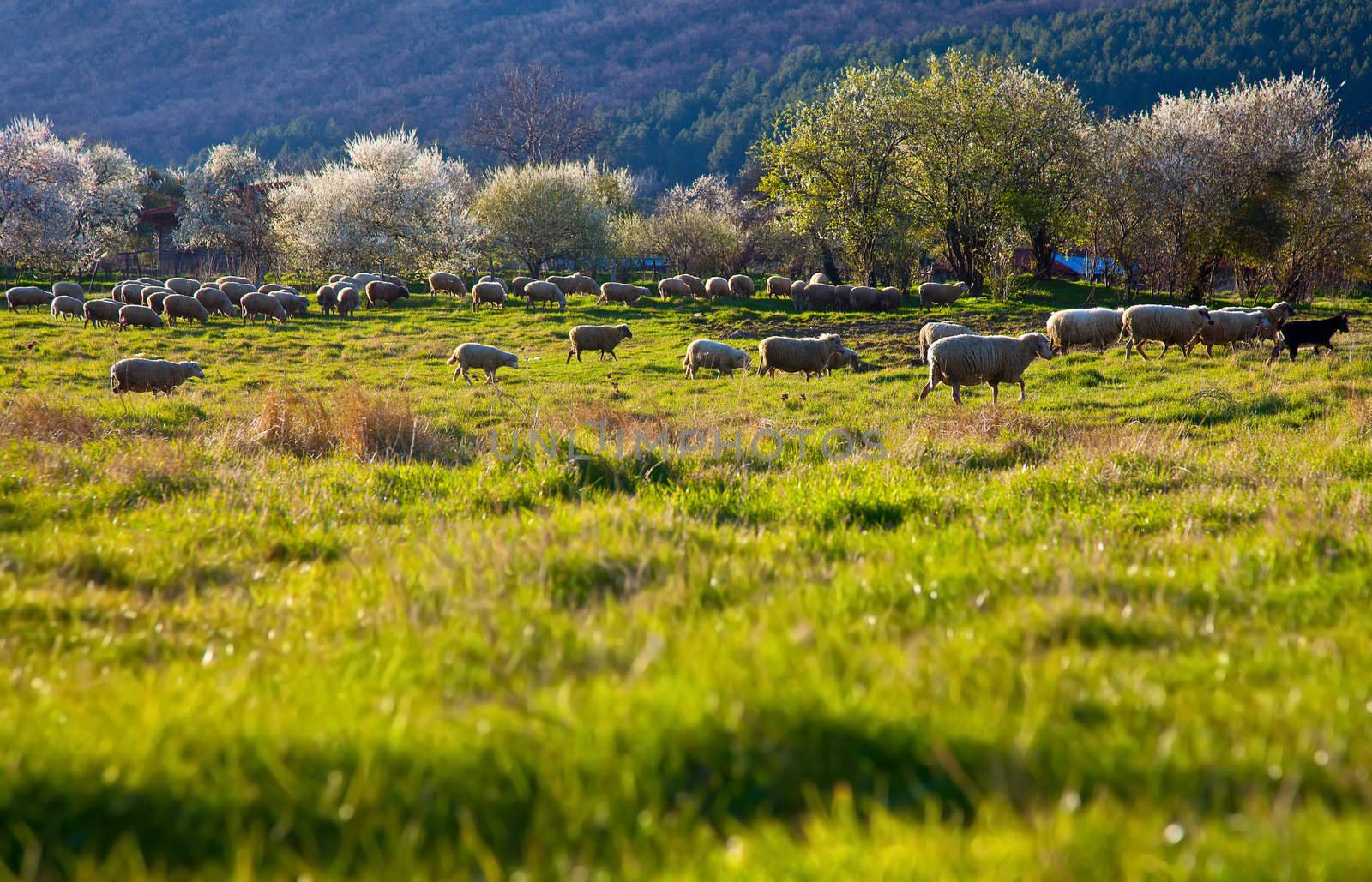 Flock of sheep grazing on huge green pasture with blouming trees