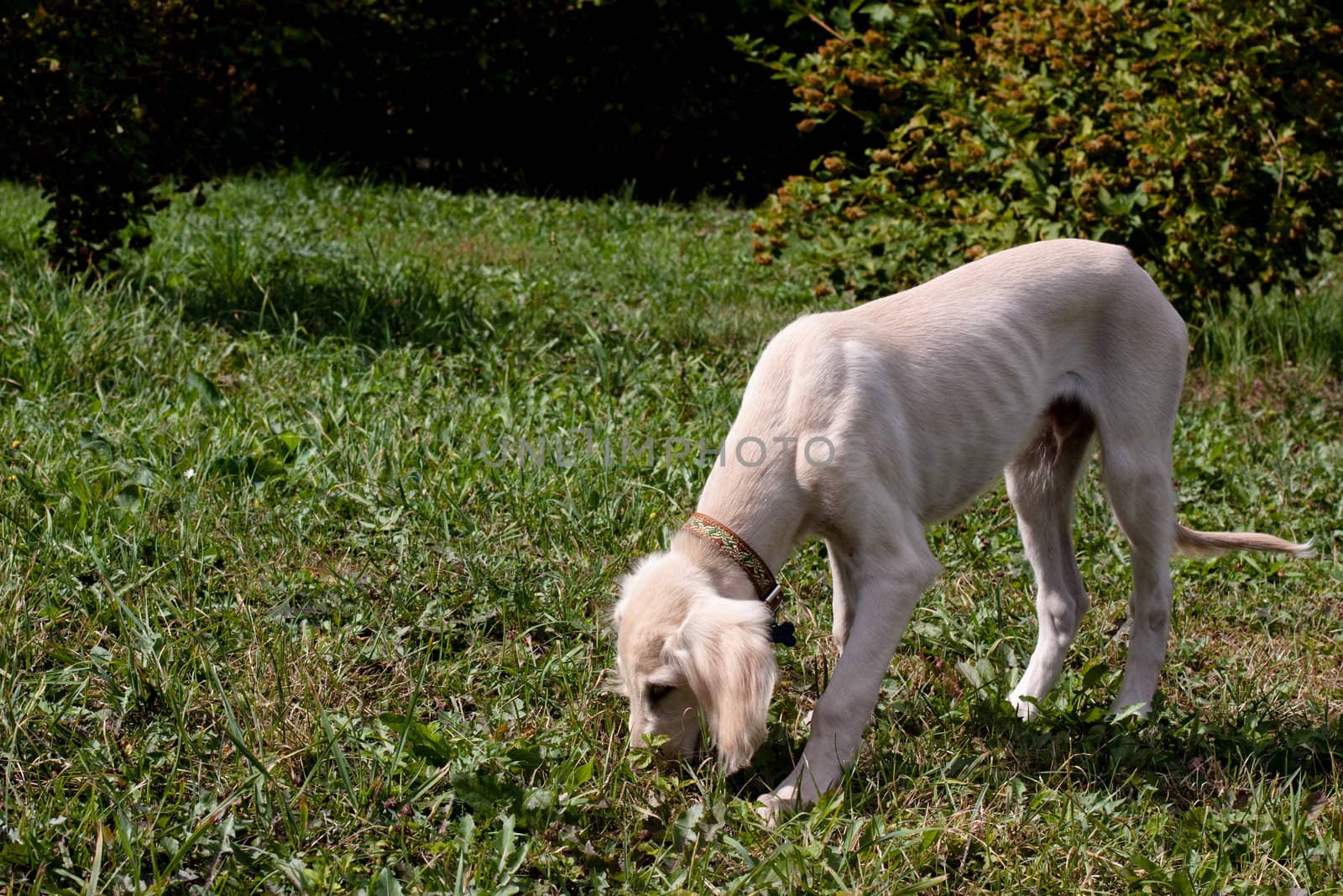A standing saluki pup on a grass 
