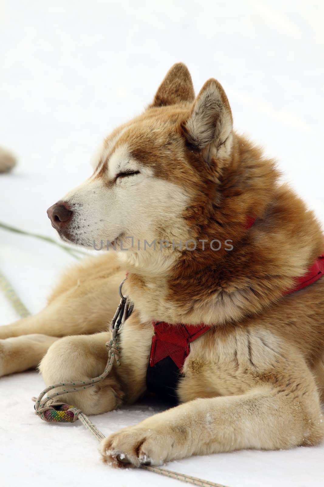 Outdoor portrait of  siberian husky dog