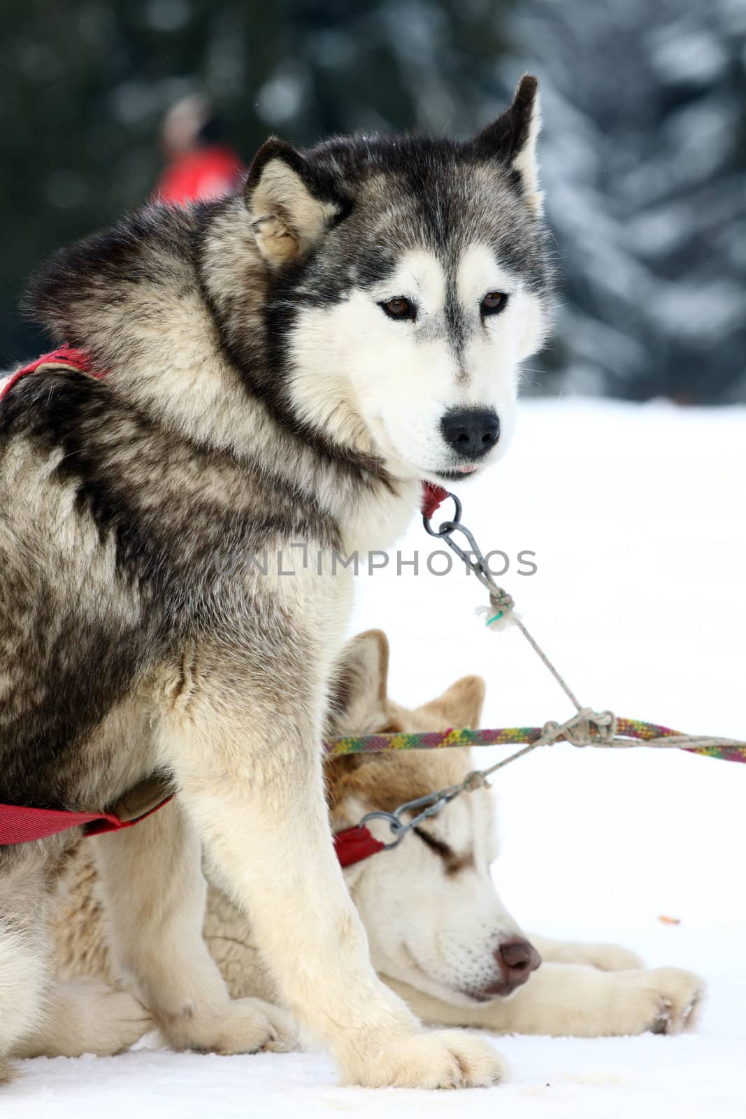 Outdoor portrait of  siberian husky dog