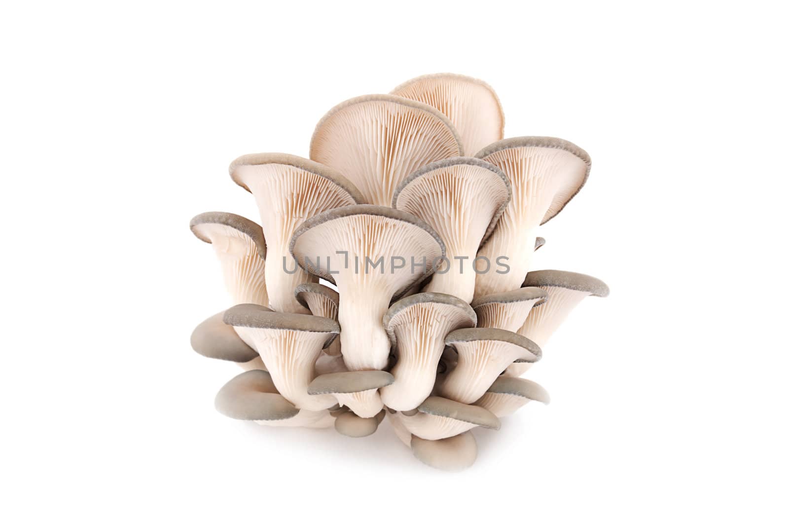 Bunch of oyster mushrooms on a white background