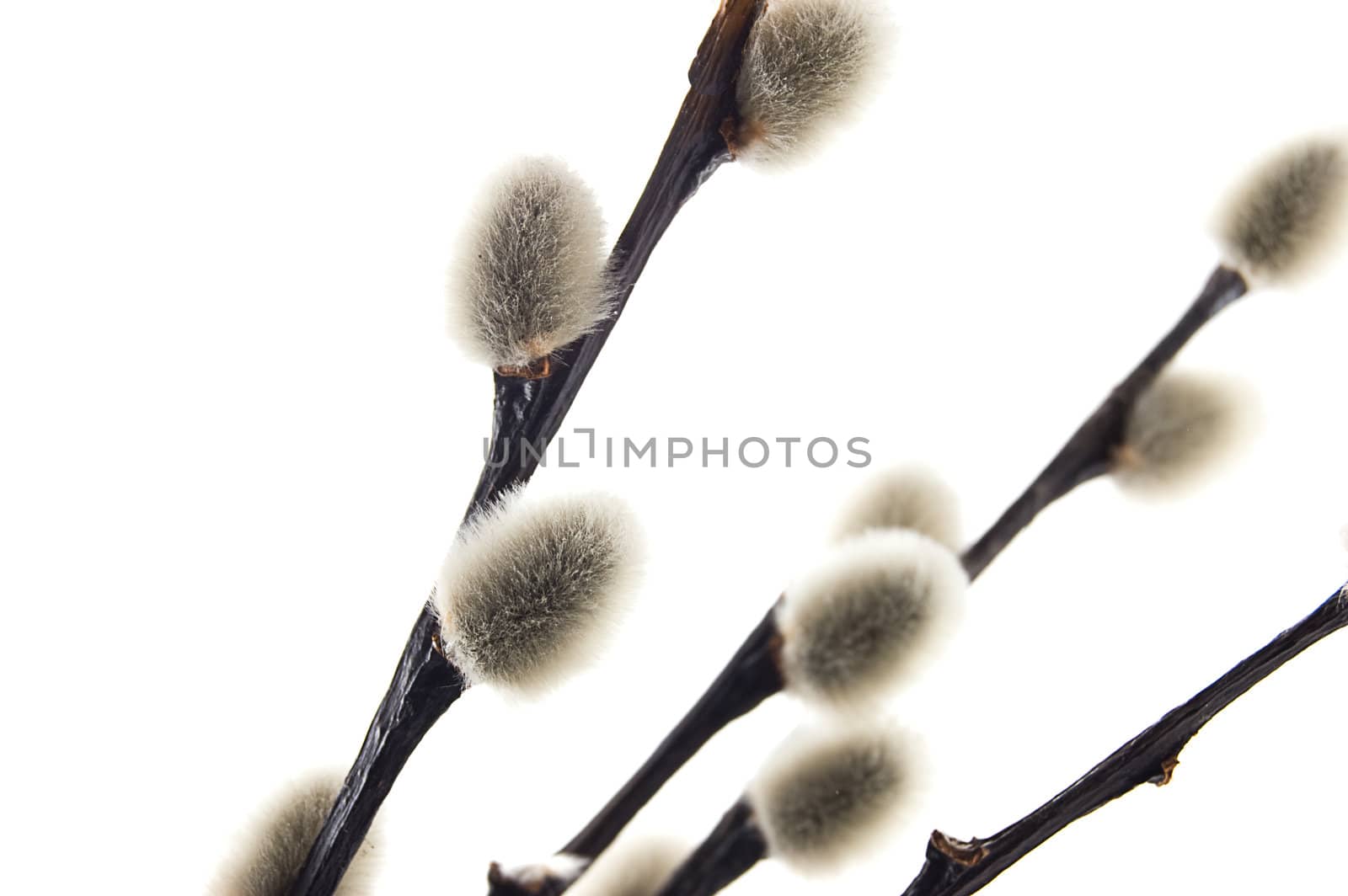 Pussy willows branch by Angel_a