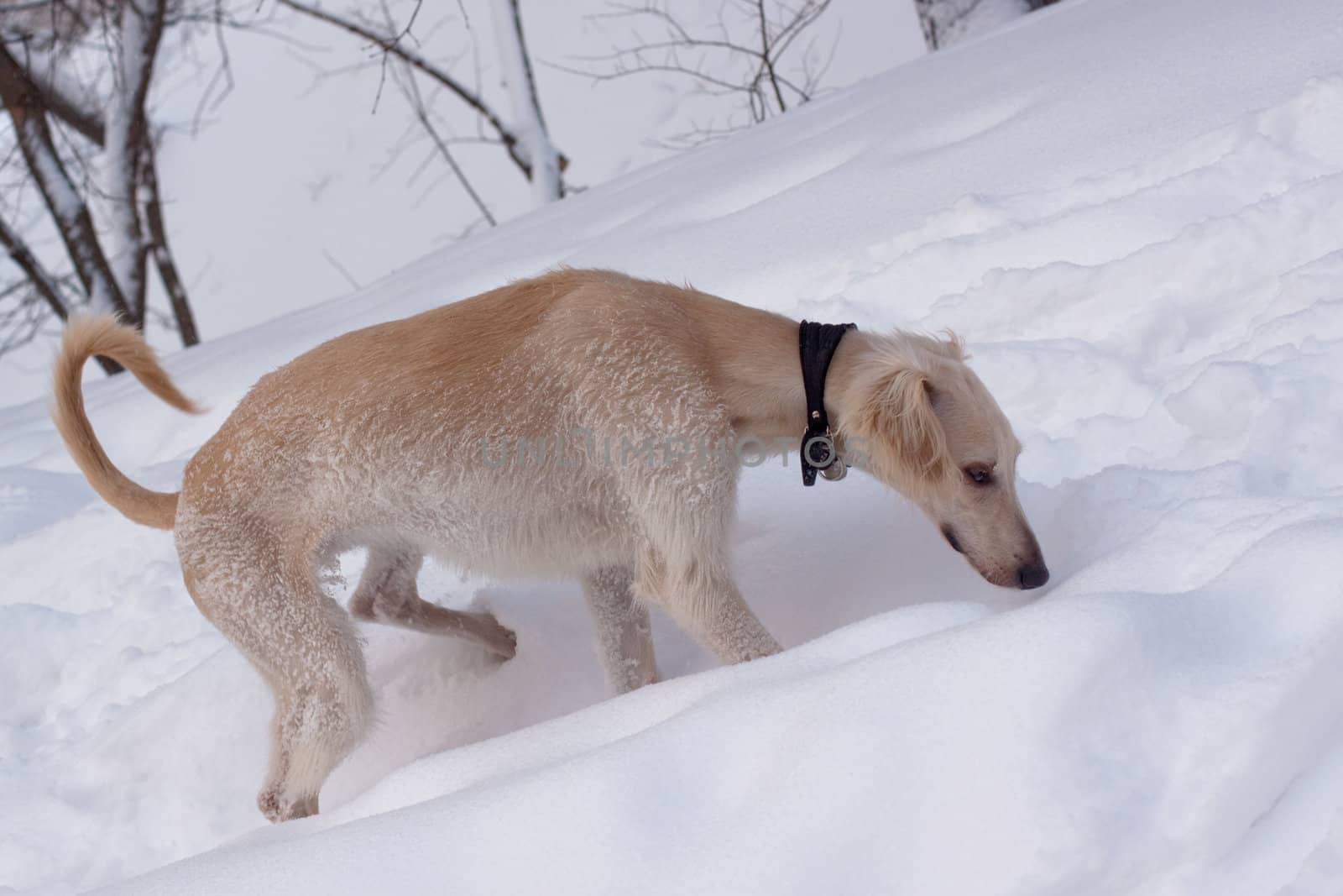 A hound pup smelling snow in a winter park
