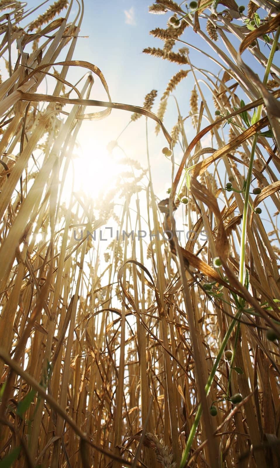inside the wheat field with a sunny sky