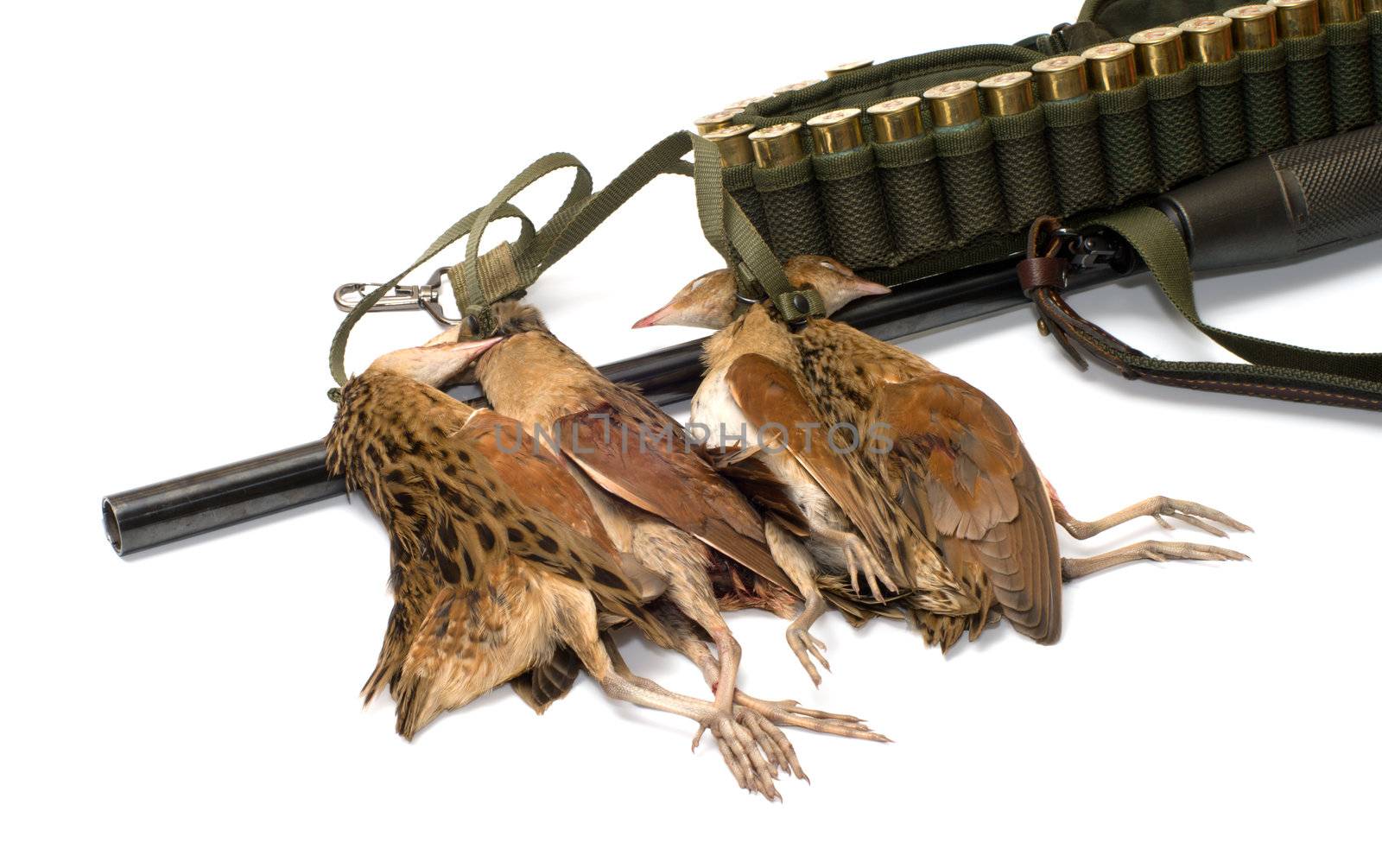 Shotgun ammunition belt with cartridges and corn-crake against white background.